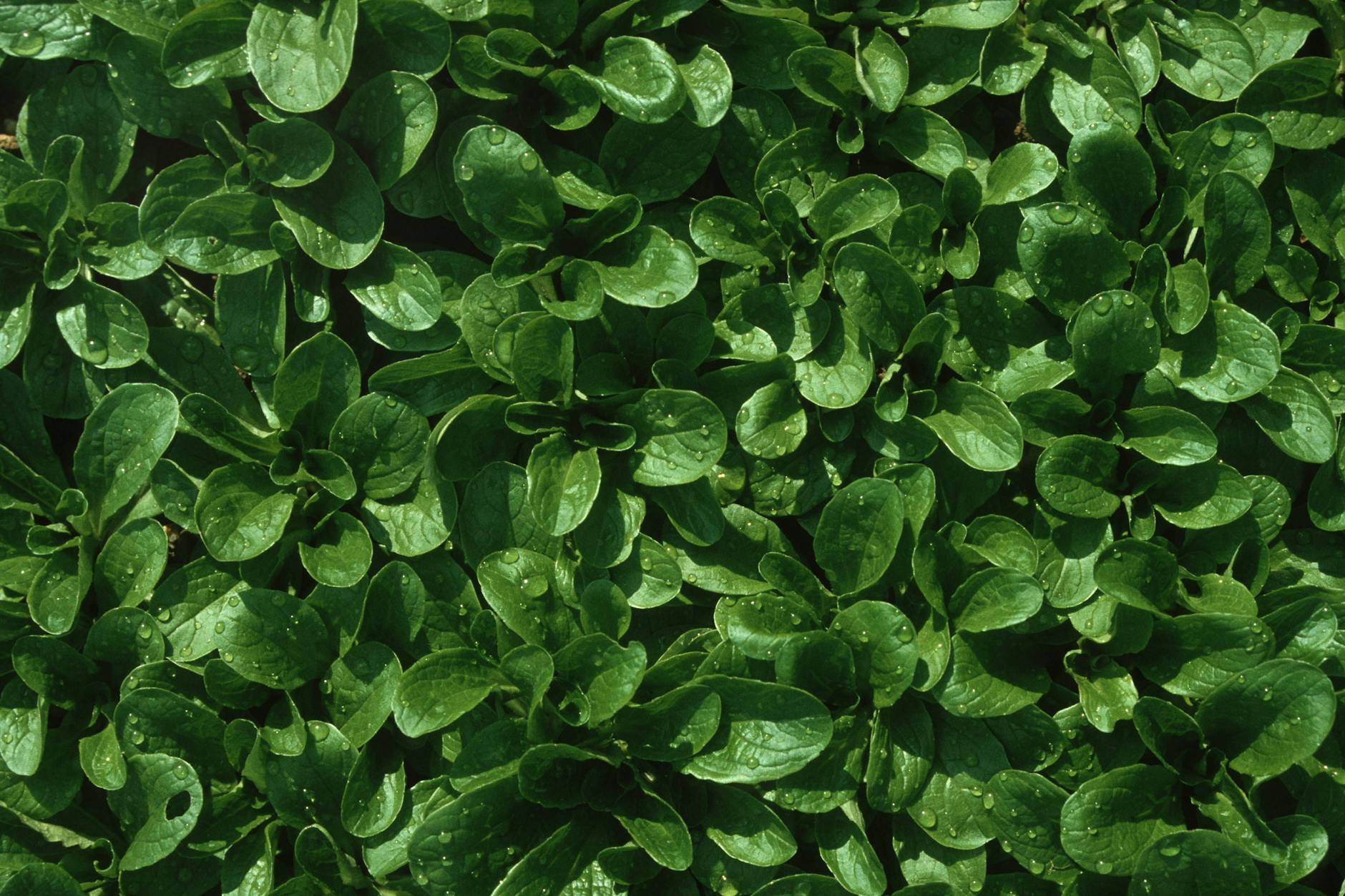 Winterhart: Feldsalat ist sehr genügsam und kann auch jetzt noch ausgesät werden.