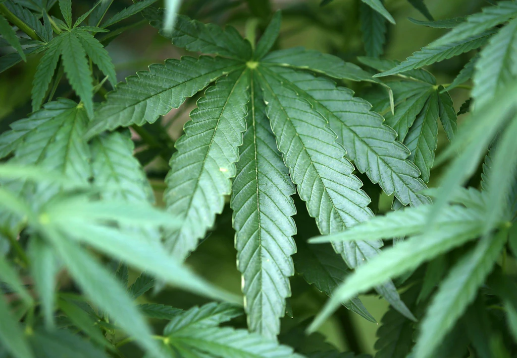 Regierung arbeitet an „Riesengesetz“ für Cannabis-Freigabe