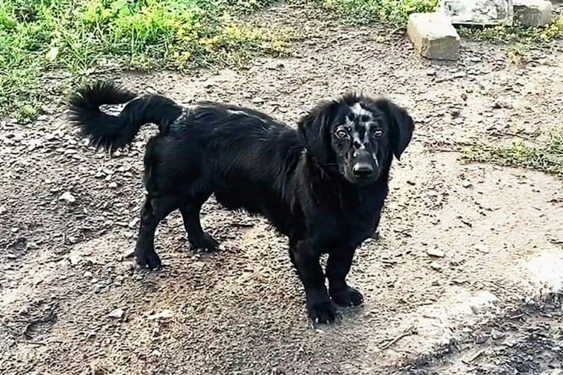 Russische Truppen sollen diesen Hund mit einem V-Symbol gebranntmarkt haben. 