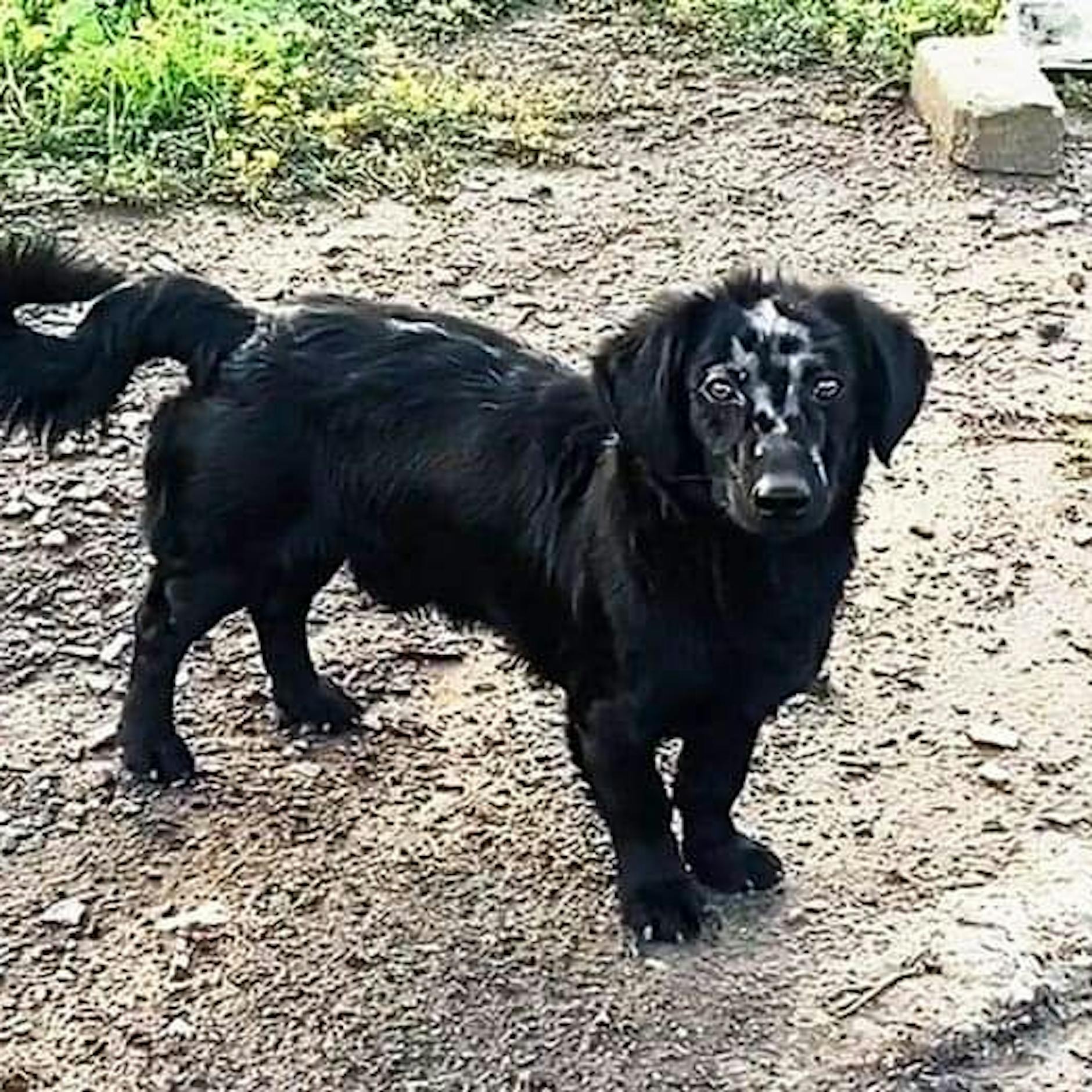 Übelste Tierquälerei im Ukraine-Krieg: Russen sollen Hunden Propaganda-Symbole eingebrannt haben