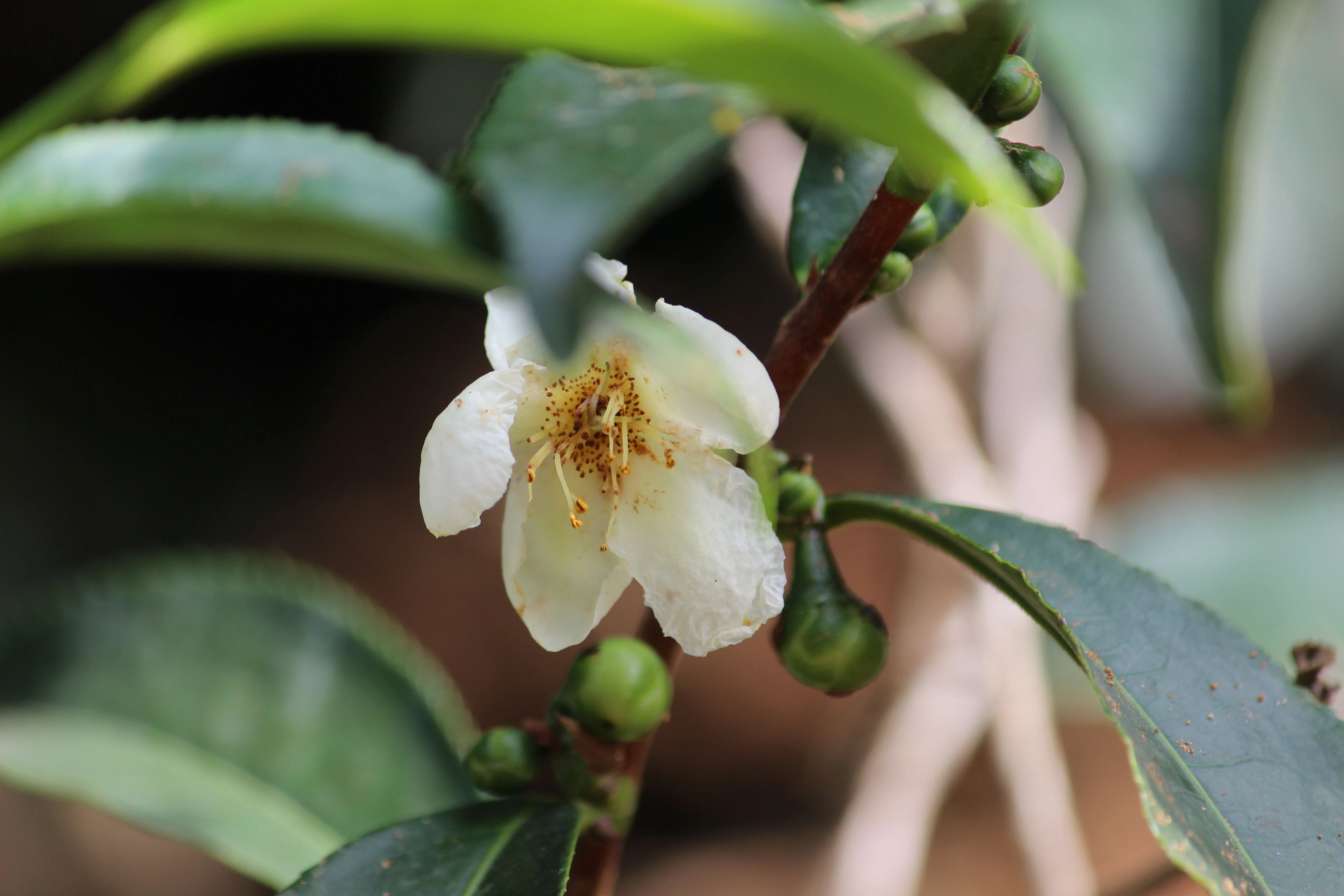 Sieht gut aus: Blüten der Camelia Sinensis, aus der echter Tee gewonnen wird.
