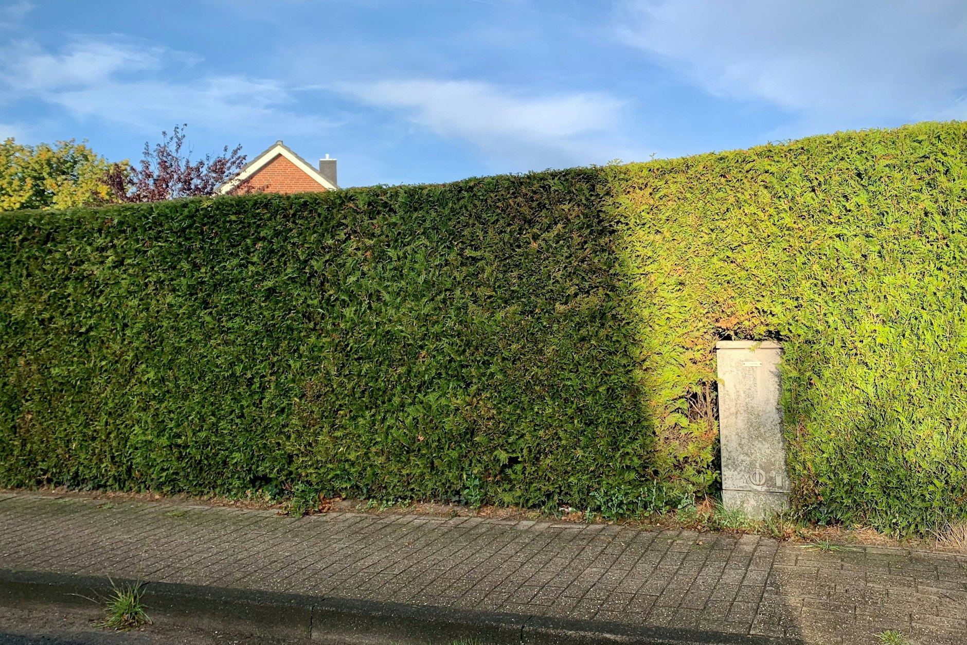 Hoch und massiv: Eine Hecke, in der auch der Elektrokasten integriert ist.