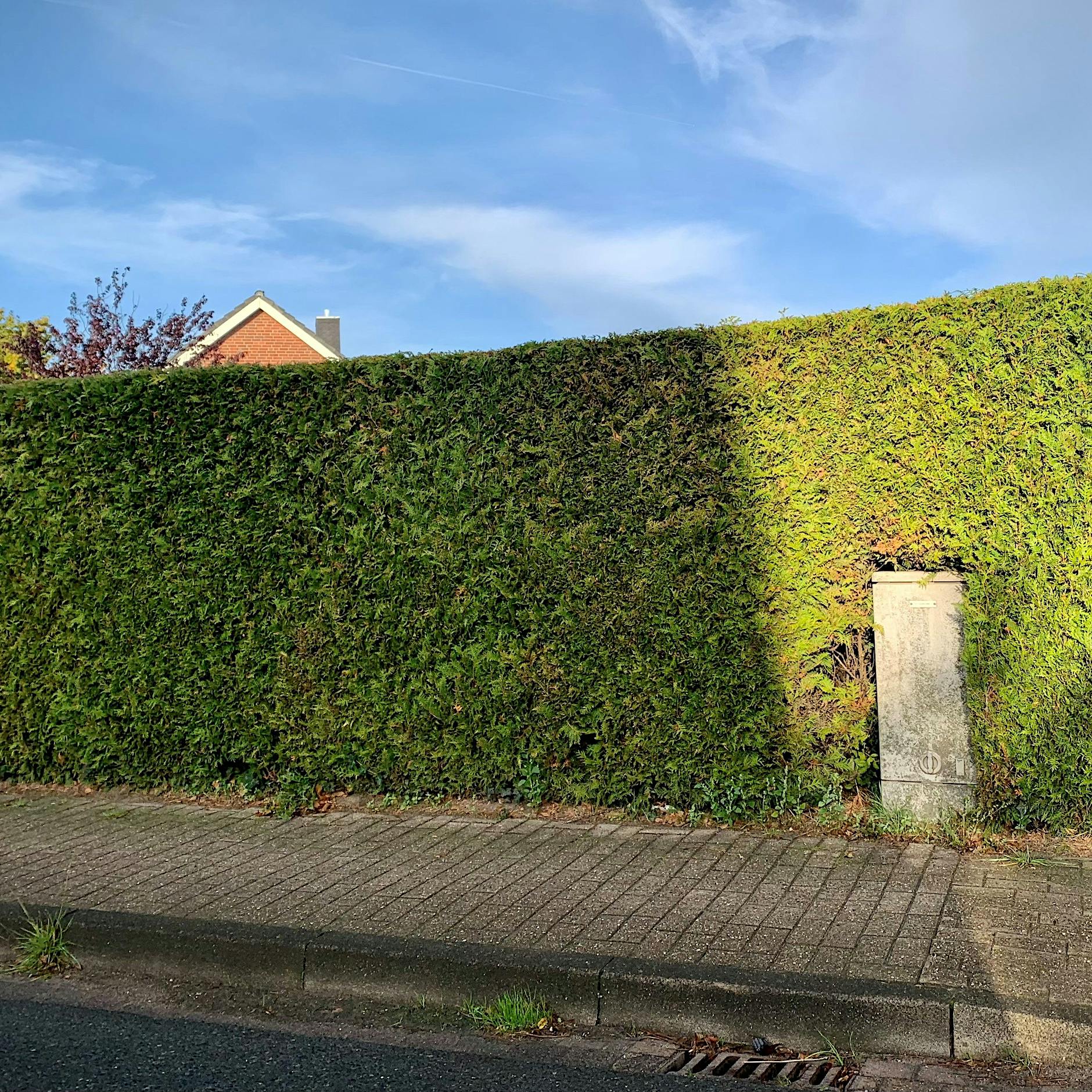 Typisch deutsche Hecken: Warum gibt es die in Berlin so selten?