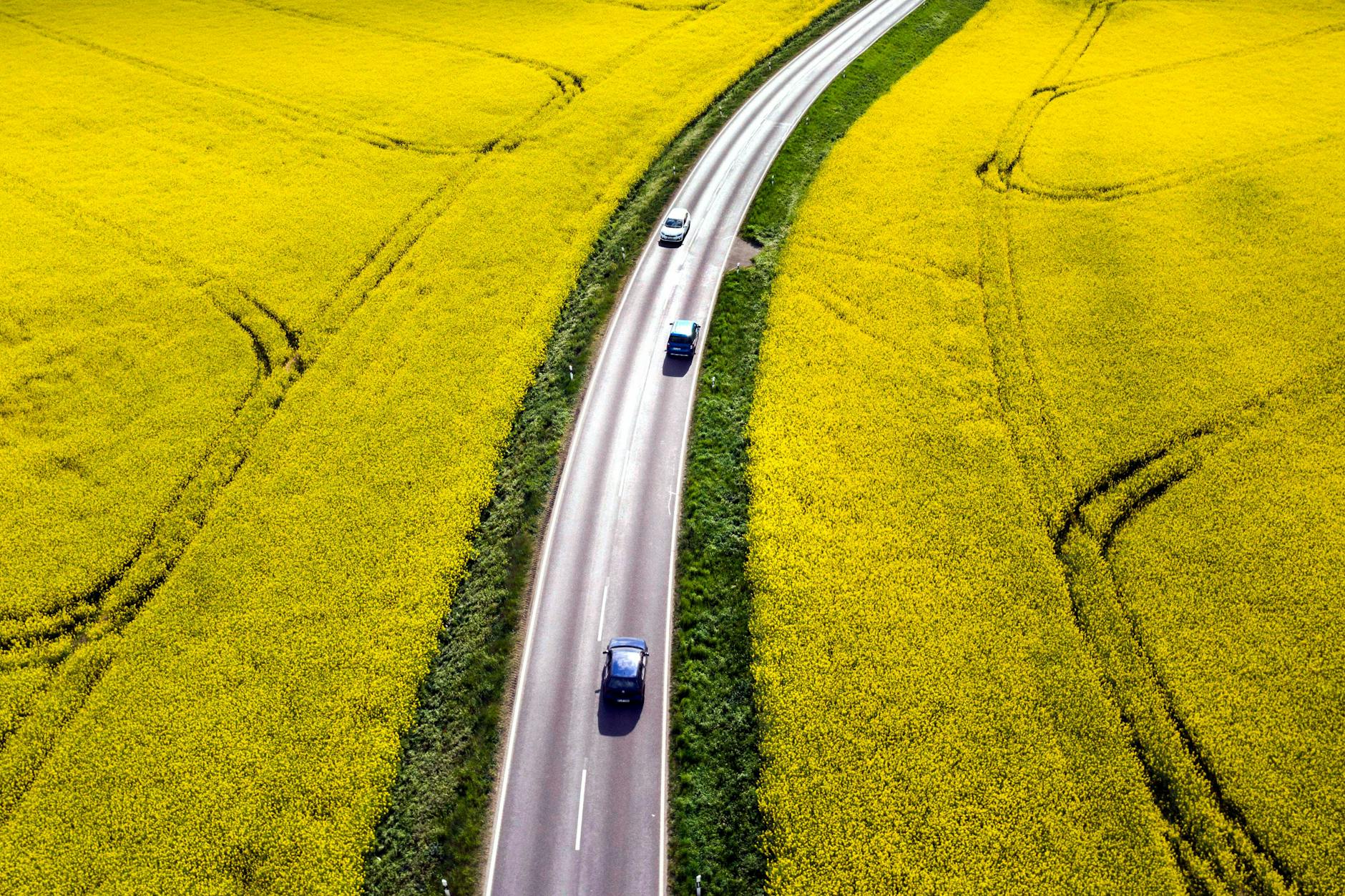 Strasse im Rapsfeld Nauen, Brandenburg.