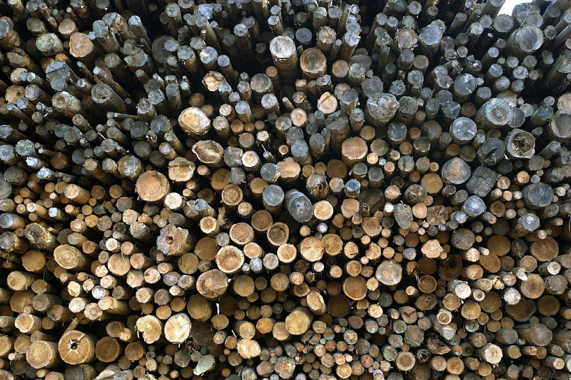 Gestapelte Holzstämme auf der Holzmehlhalde der Hallein Papier AG.