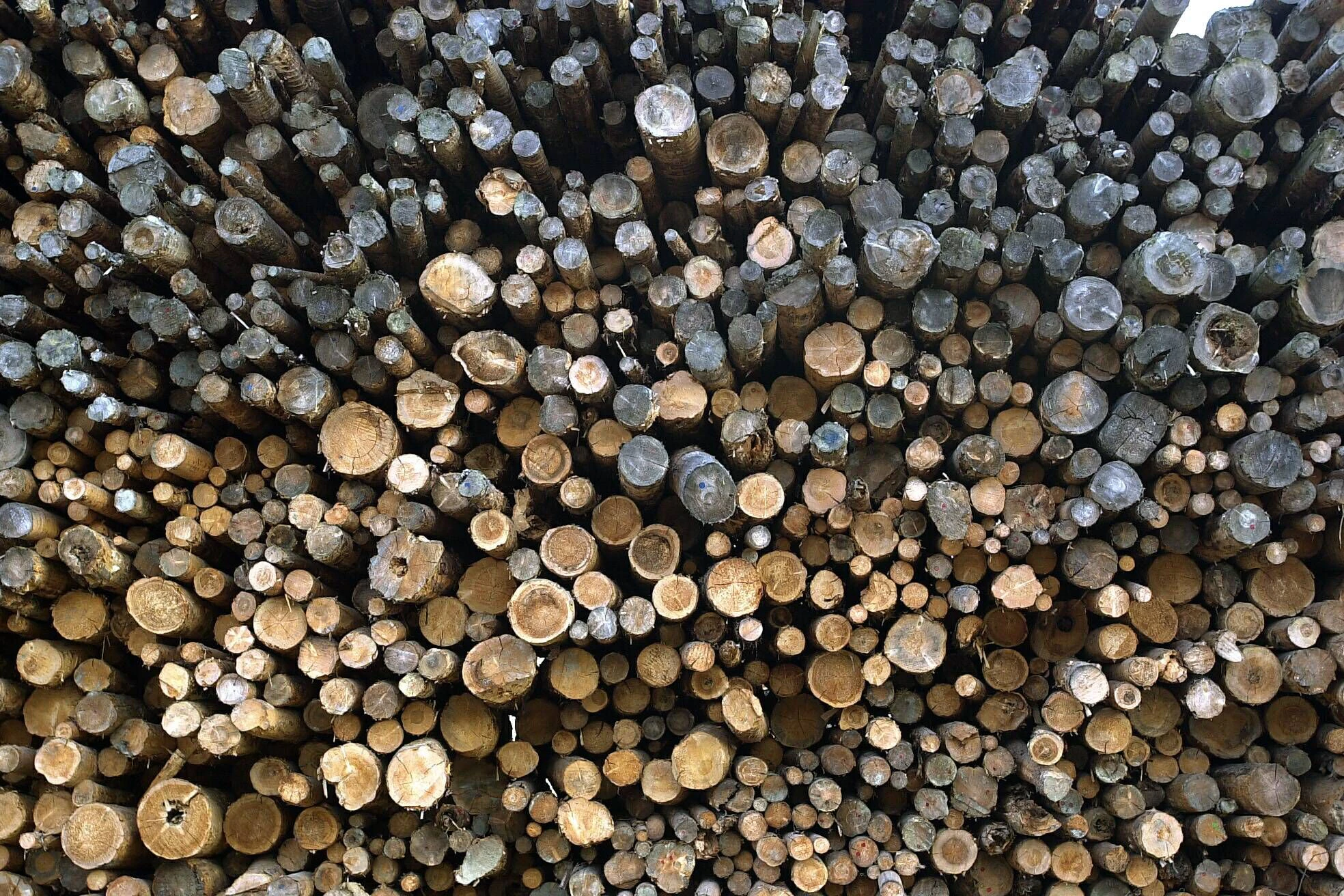 Gestapelte Holzstämme auf der Holzmehlhalde der Hallein Papier AG.