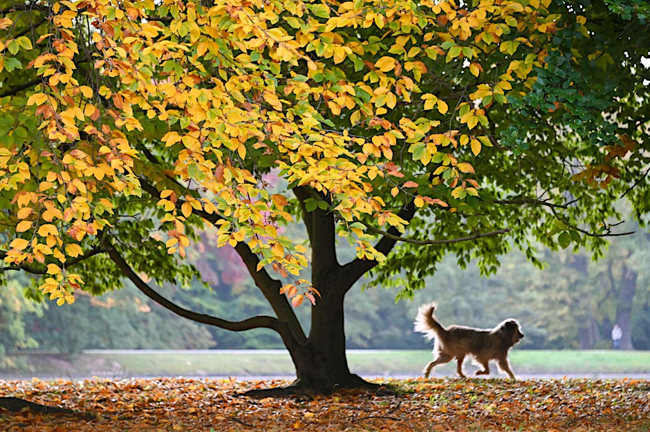 dpatopbilder - ARCHIV - Ein Hund eilt seinem Herrchen (nicht im Bild) unter einem prächtig verfärbten Baum voraus.  