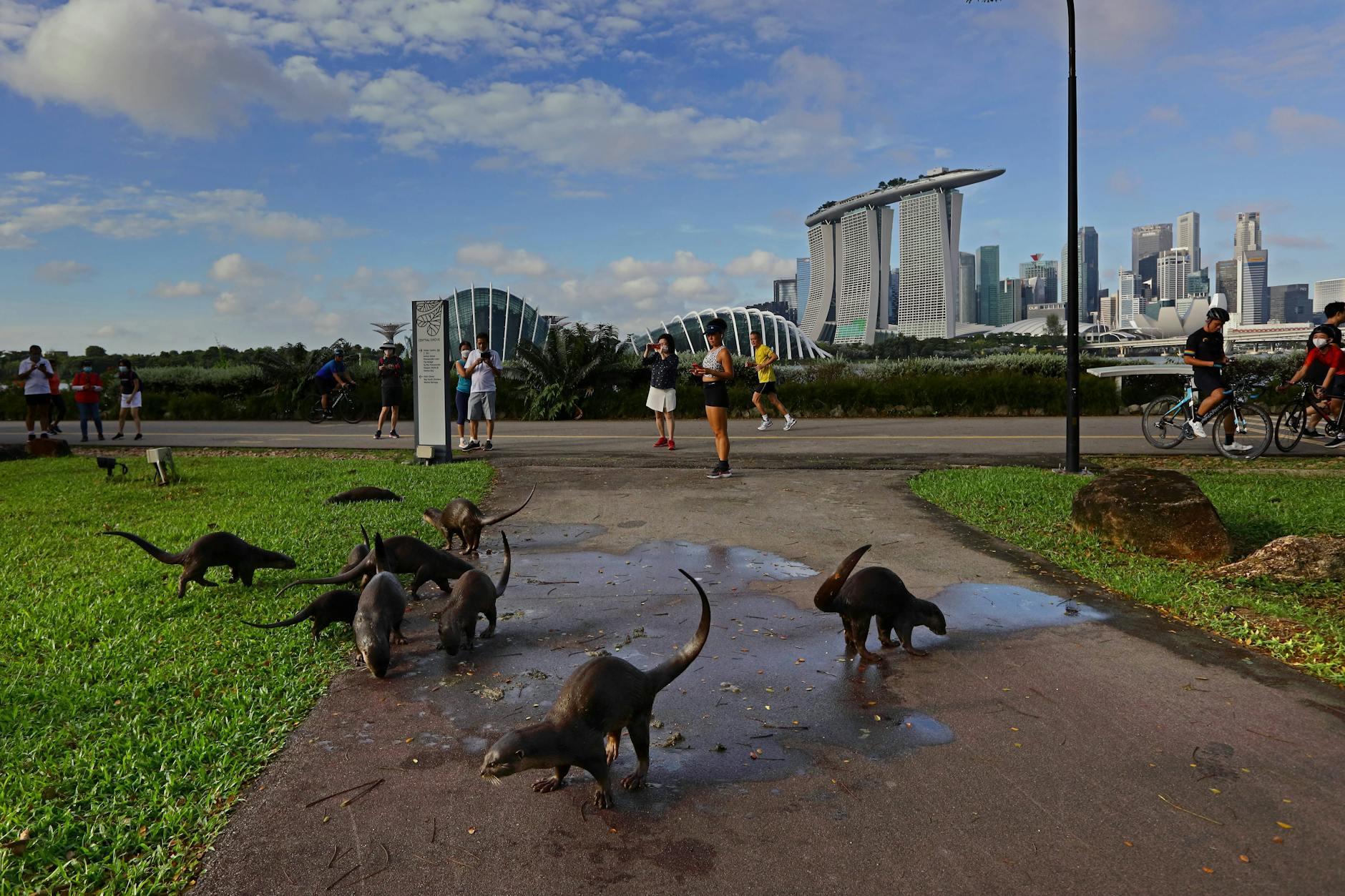 Eine Otterbande streift durch den Park.