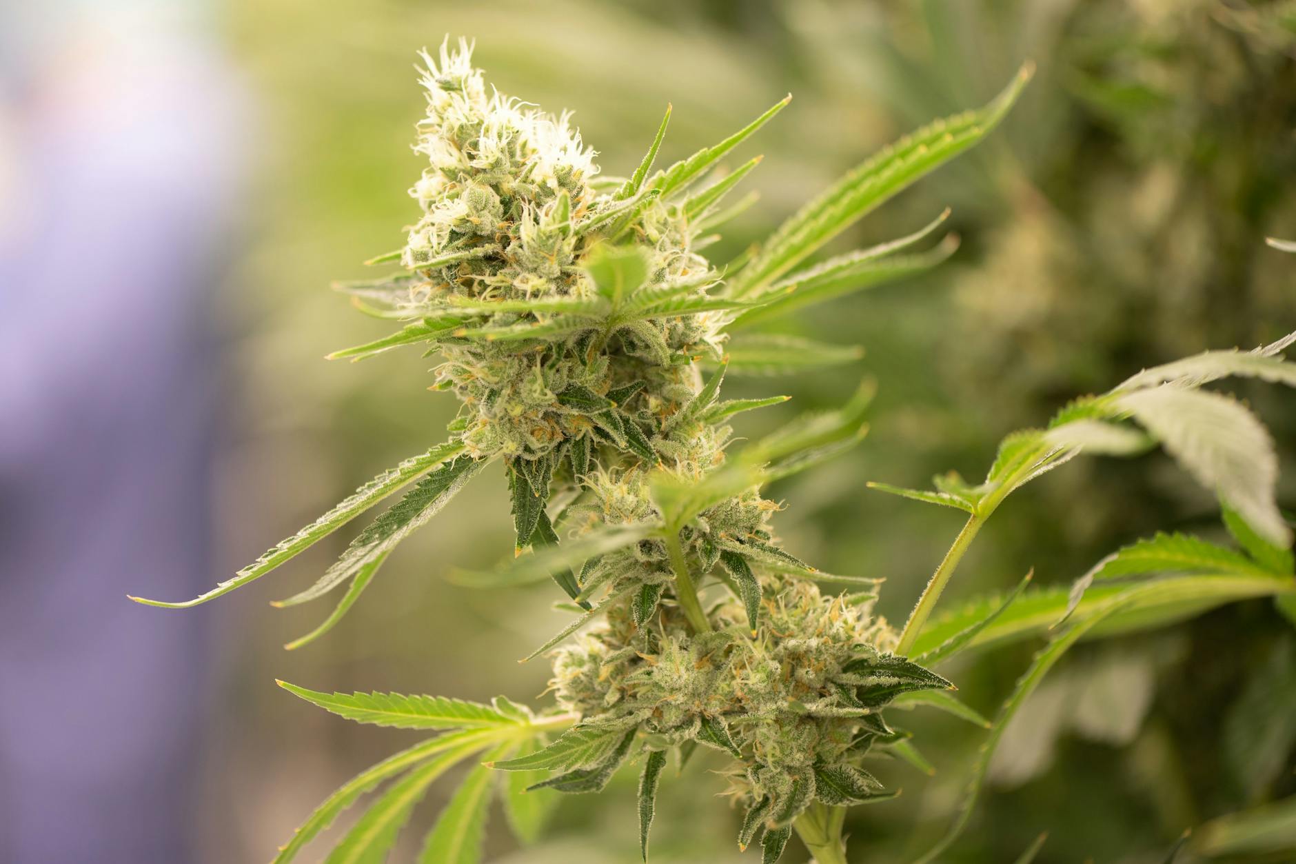 Der Blütenstand einer Cannabispflanze