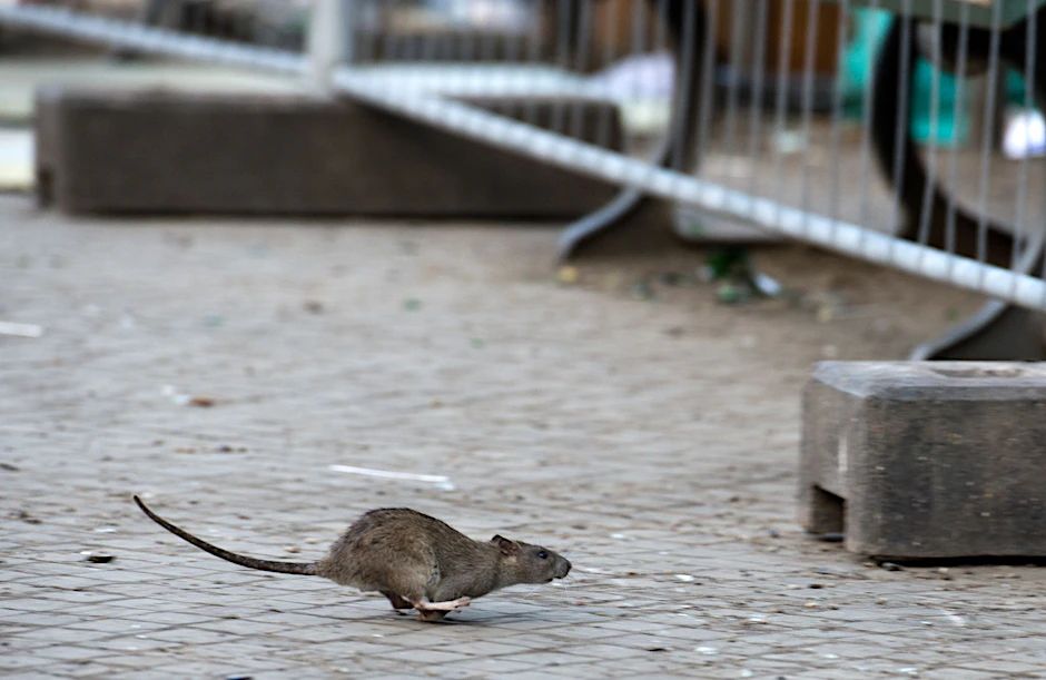 ARCHIV - Eine Ratte läuft durch die Stadt.  d
