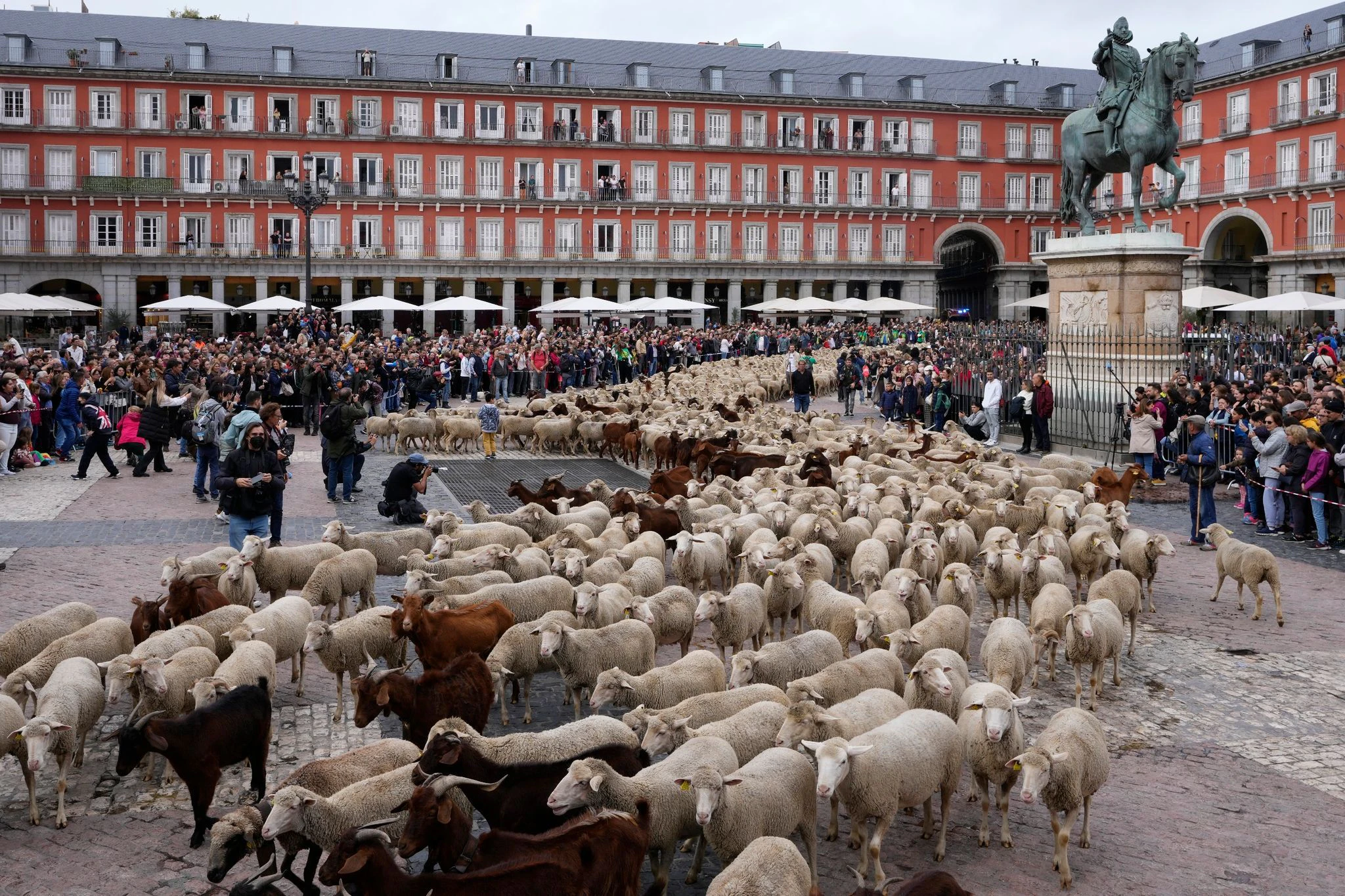 Hirten führten Schafe und Ziegen durch die Straßen von Madrid, um uralte Weide- und Wanderrechte zu verteidigen. Diese sind durch moderne landwirtschaftliche Praktiken zunehmend bedroht.  