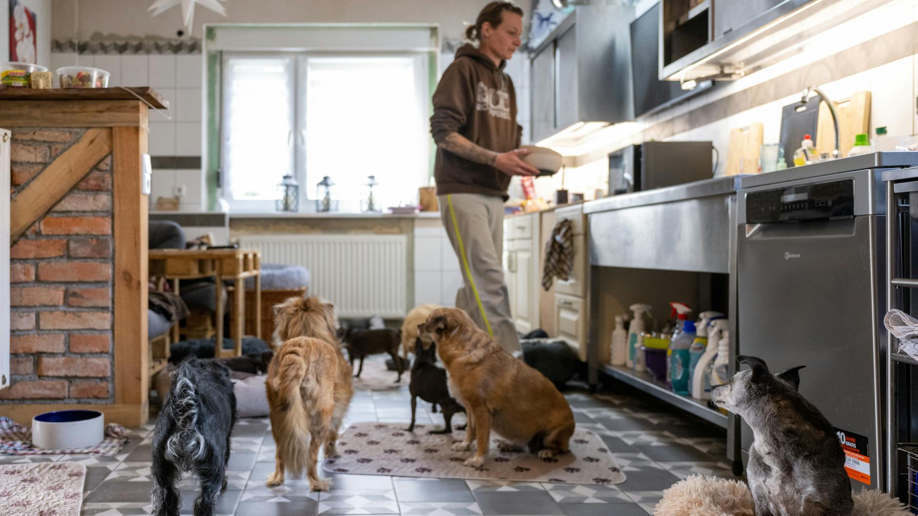Stephanie Badura bereitet in ihrer Küche eine Mahlzeit für ihre Pflegehunde zu.