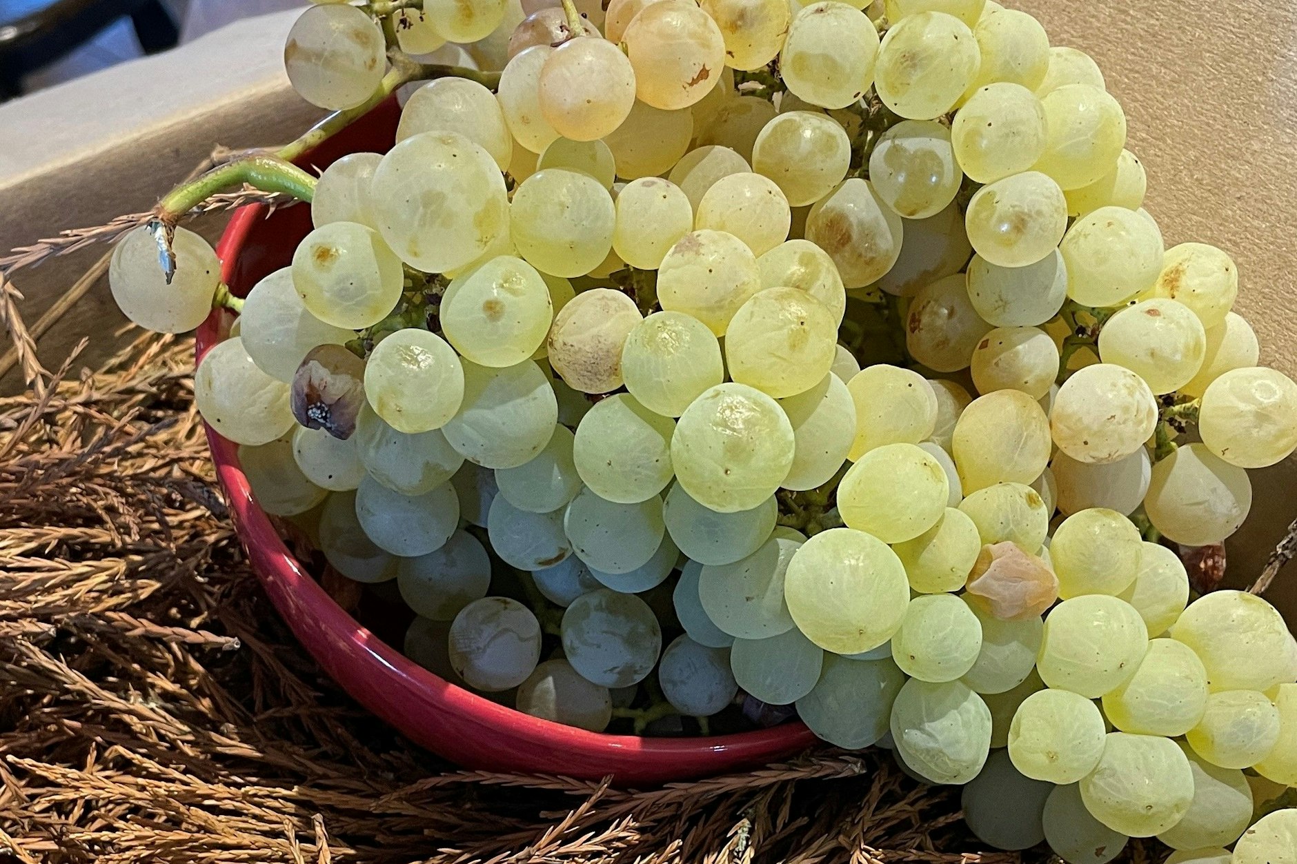 Ugni Blanc, die Traube für den Cognac: Unsere Trauben waren etwas sauer, da musste mit viel Zucker unterstützt werden.