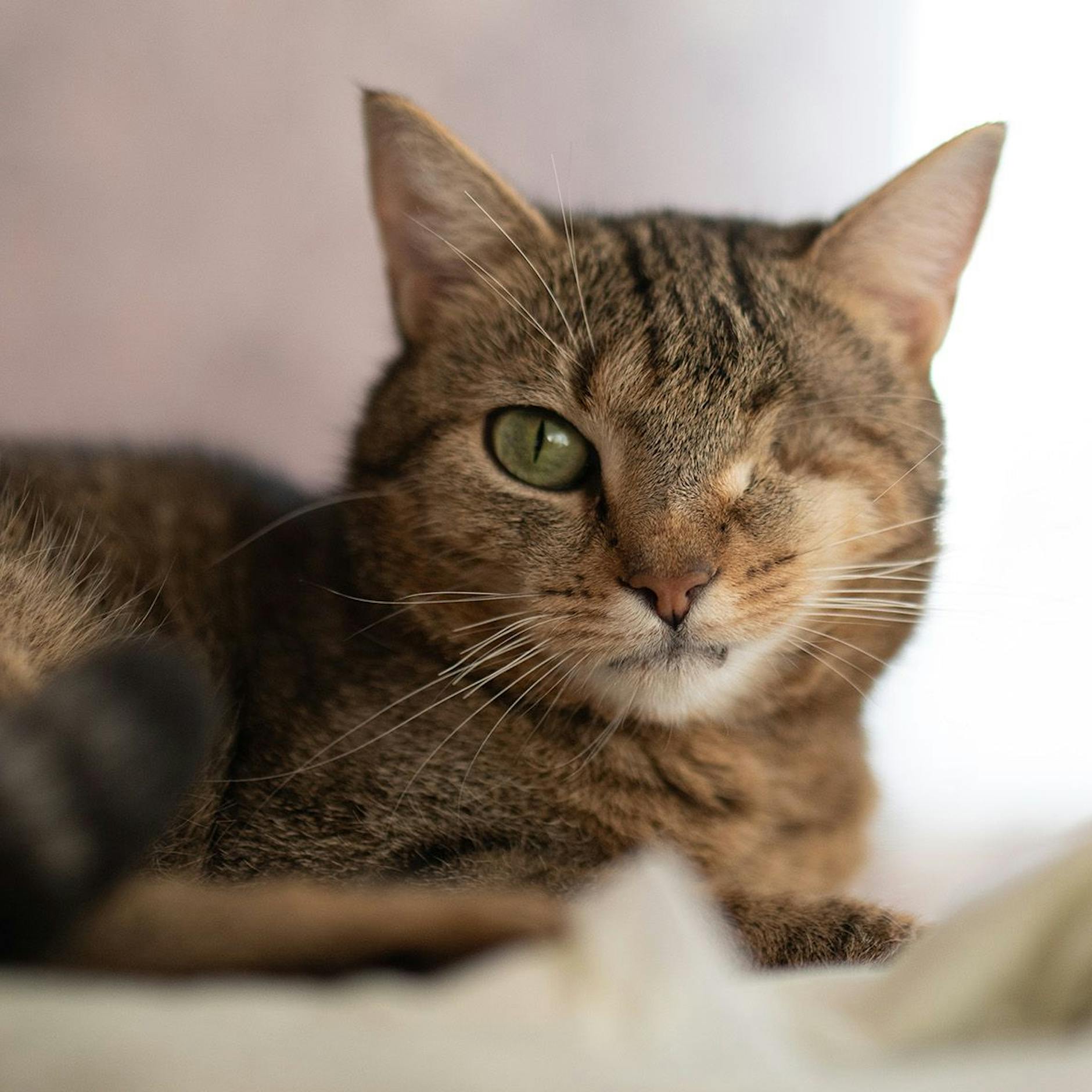 Trauriges Tier-Schicksal: Katze Smallie leidet unter einem Hirntumor – doch jetzt gibt es ein unglaubliches Happy End!