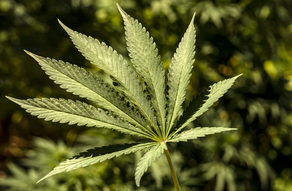 UN-Drogenkontrollrat warnt Deutschland vor Cannabis-Legalisierung