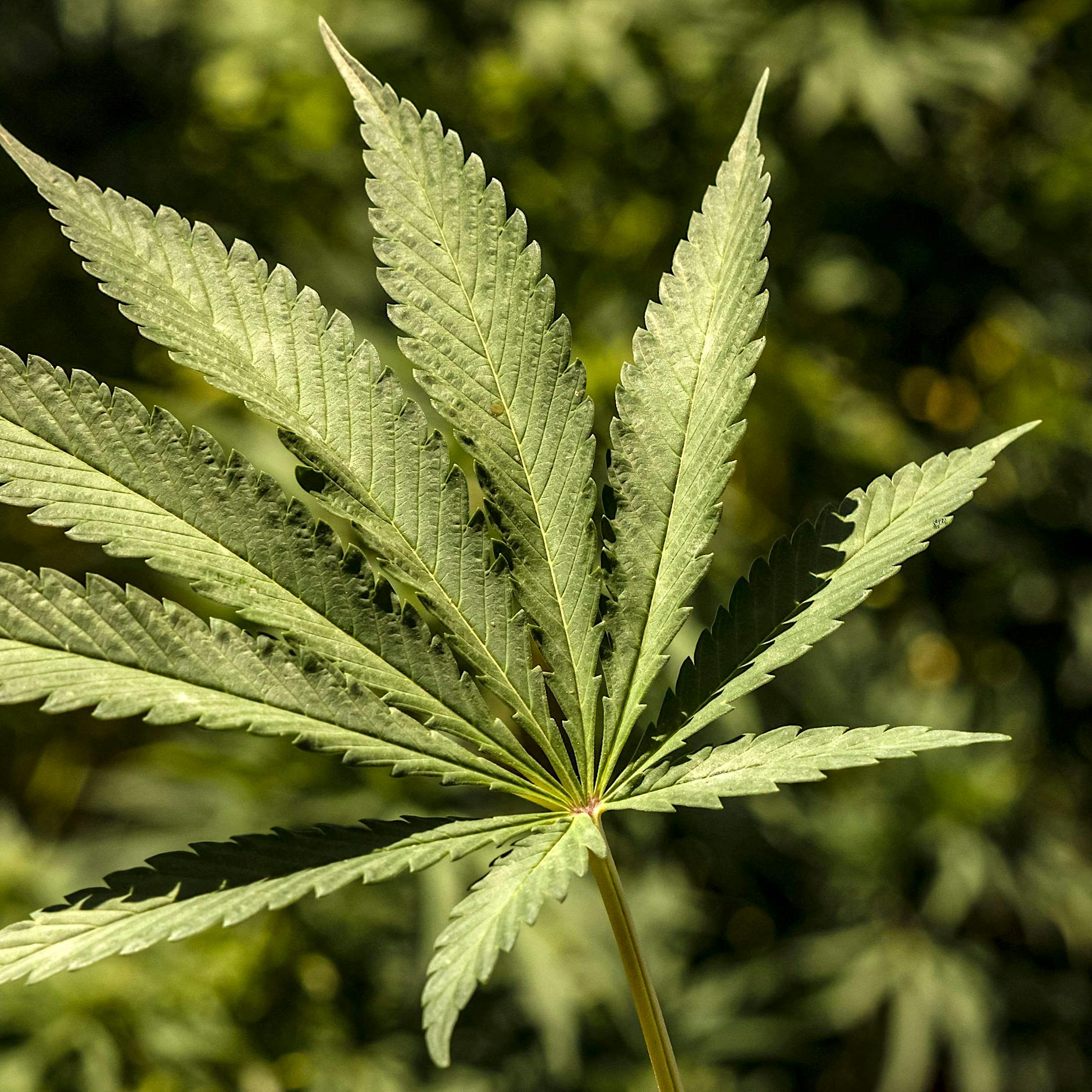 UN-Drogenkontrollrat warnt Deutschland vor Cannabis-Legalisierung