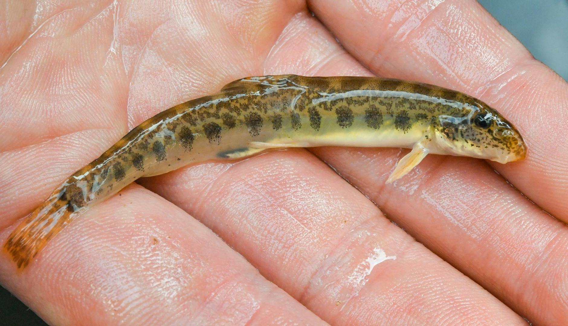 ARCHIV - Ein Baltischer Goldsteinbeißer auf einer Hand am Fluss Oder bei Reitwein (Brandenburg). a/Archiv