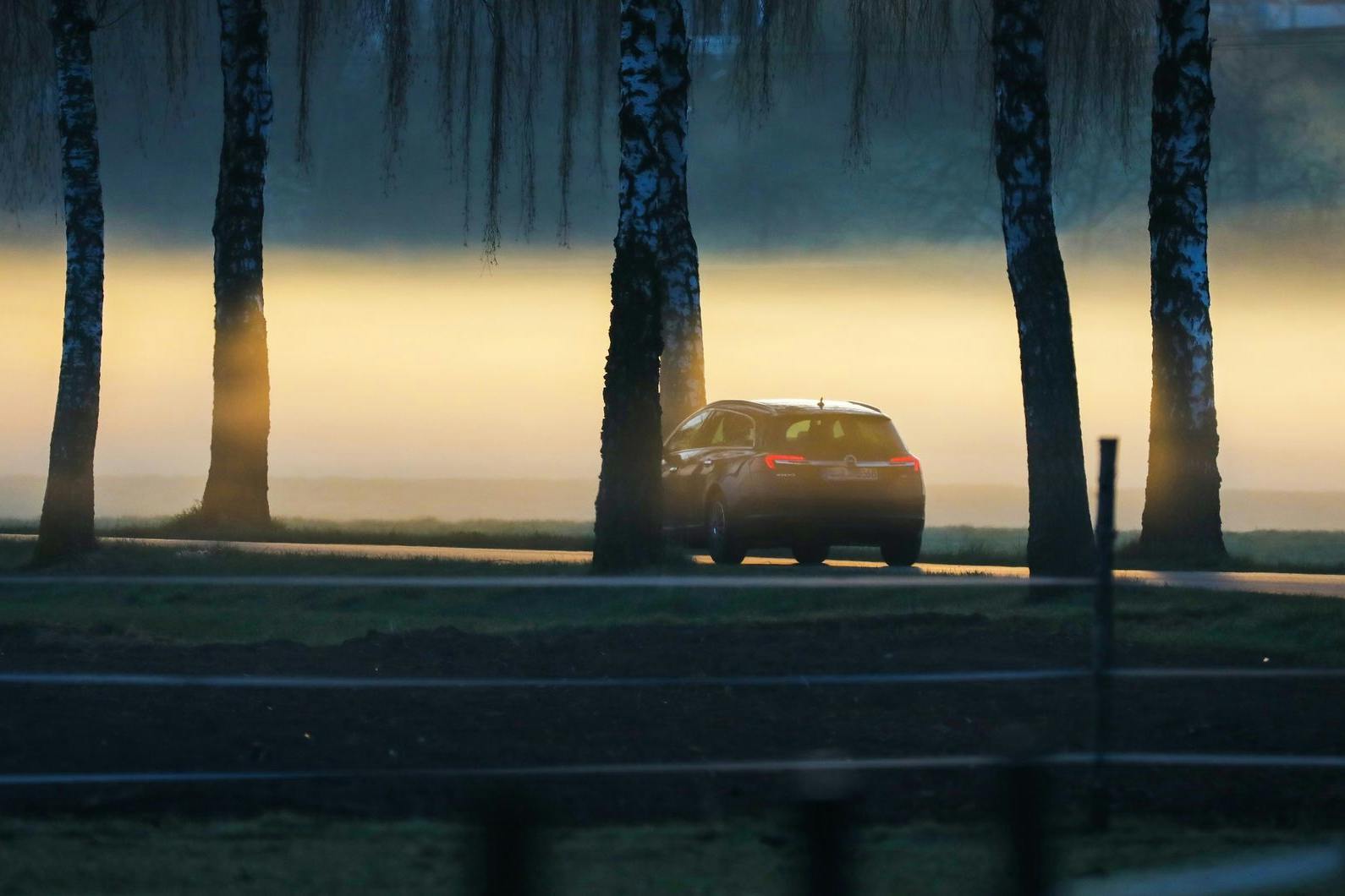 Eine Staubwolke aus der Sahara färbt den Morgennebel rund um eine malerische Birkenallee gelblich.