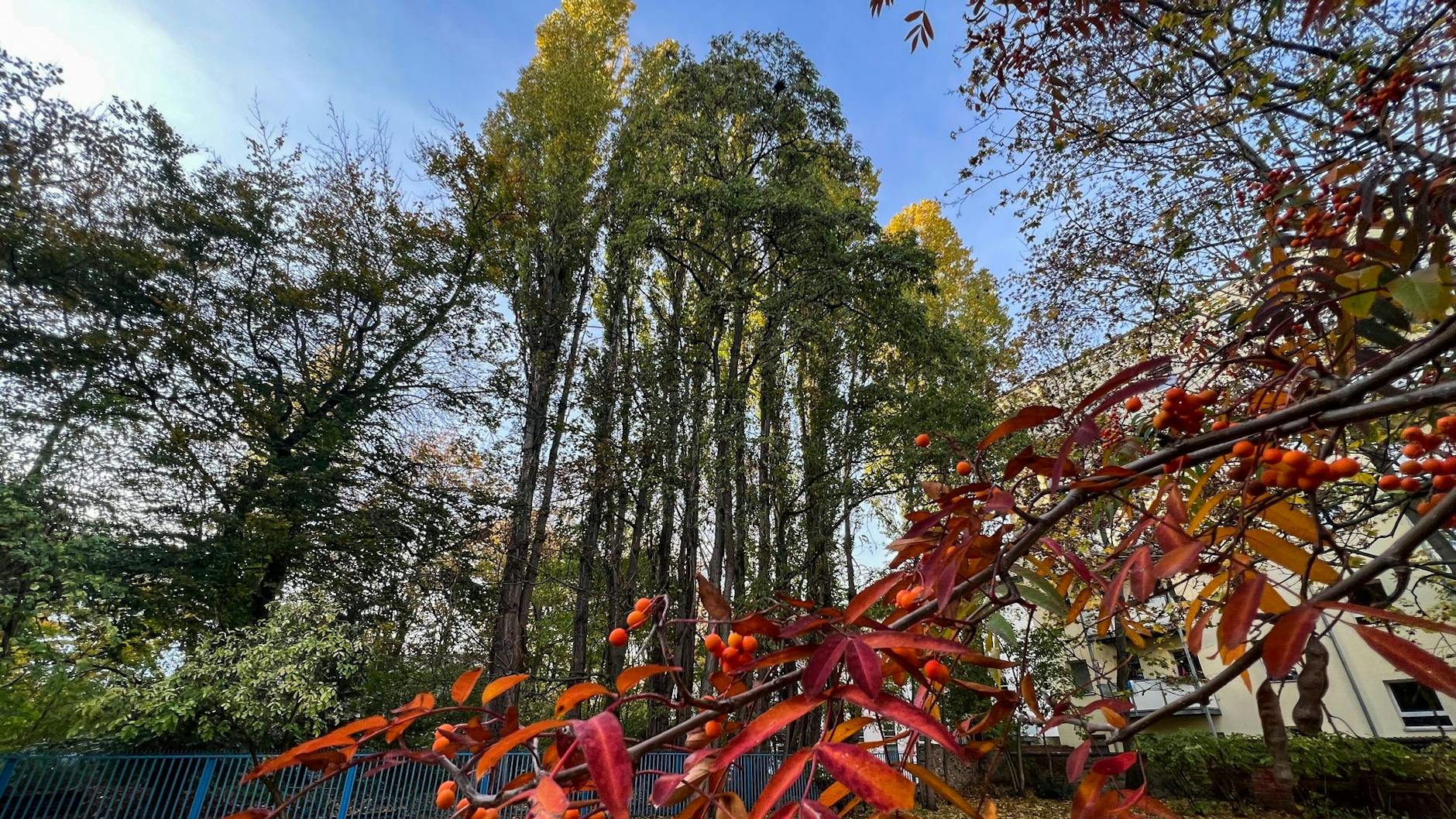 Das Gelände hinter dem blauen Zaun soll bebaut werden. 