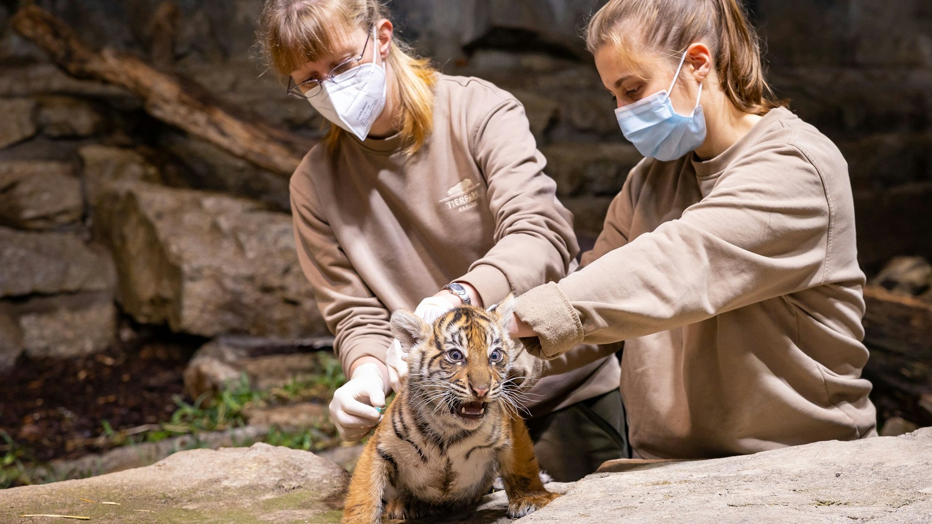 Eine kleine Tigerkatze bekommt im Tierpark einen Mikrochip eingesetzt.