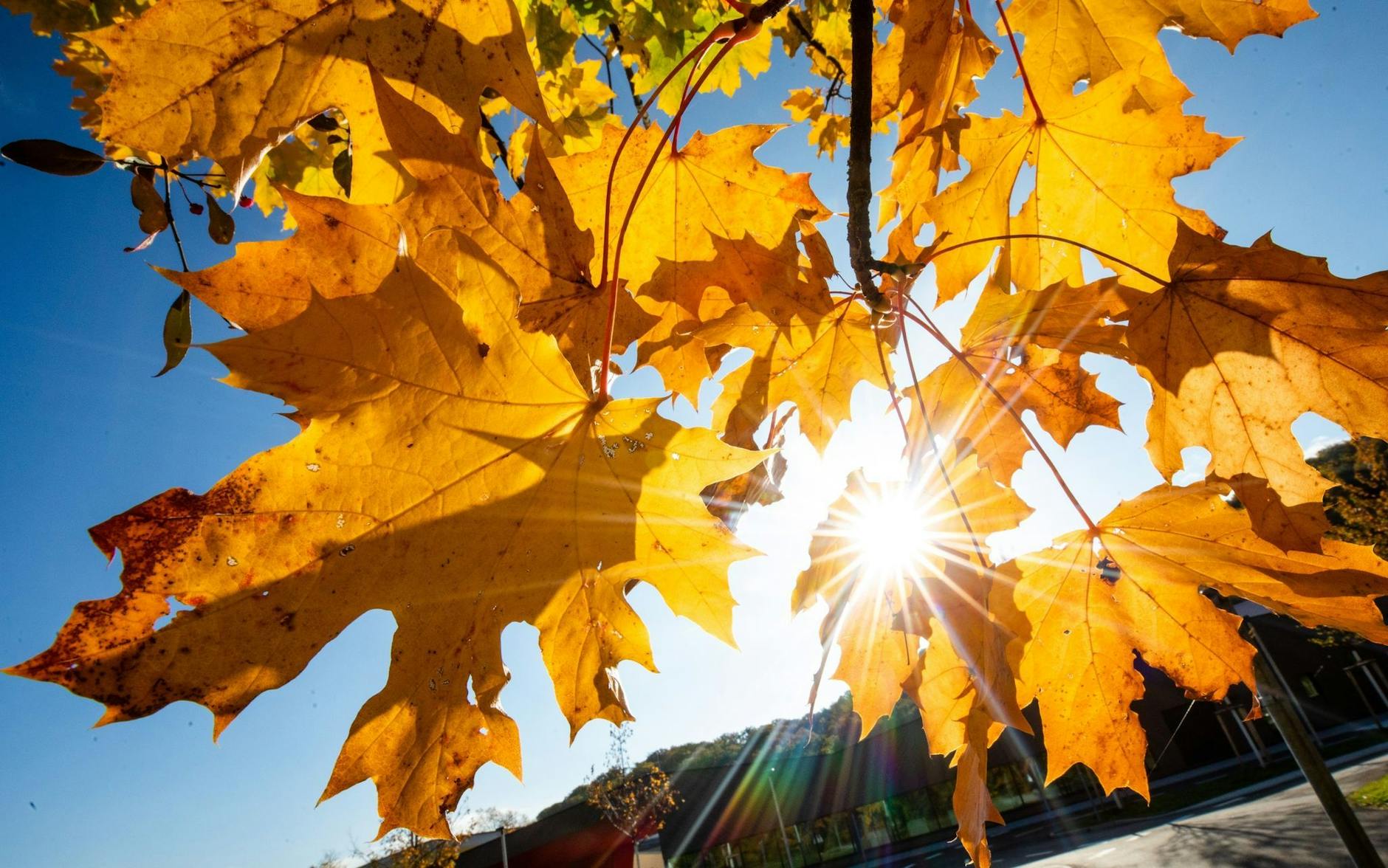 ARCHIV - Bei schönem Wetter strahlt die Sonne in Stuttgart durch herbstlich gefärbte Blätter.