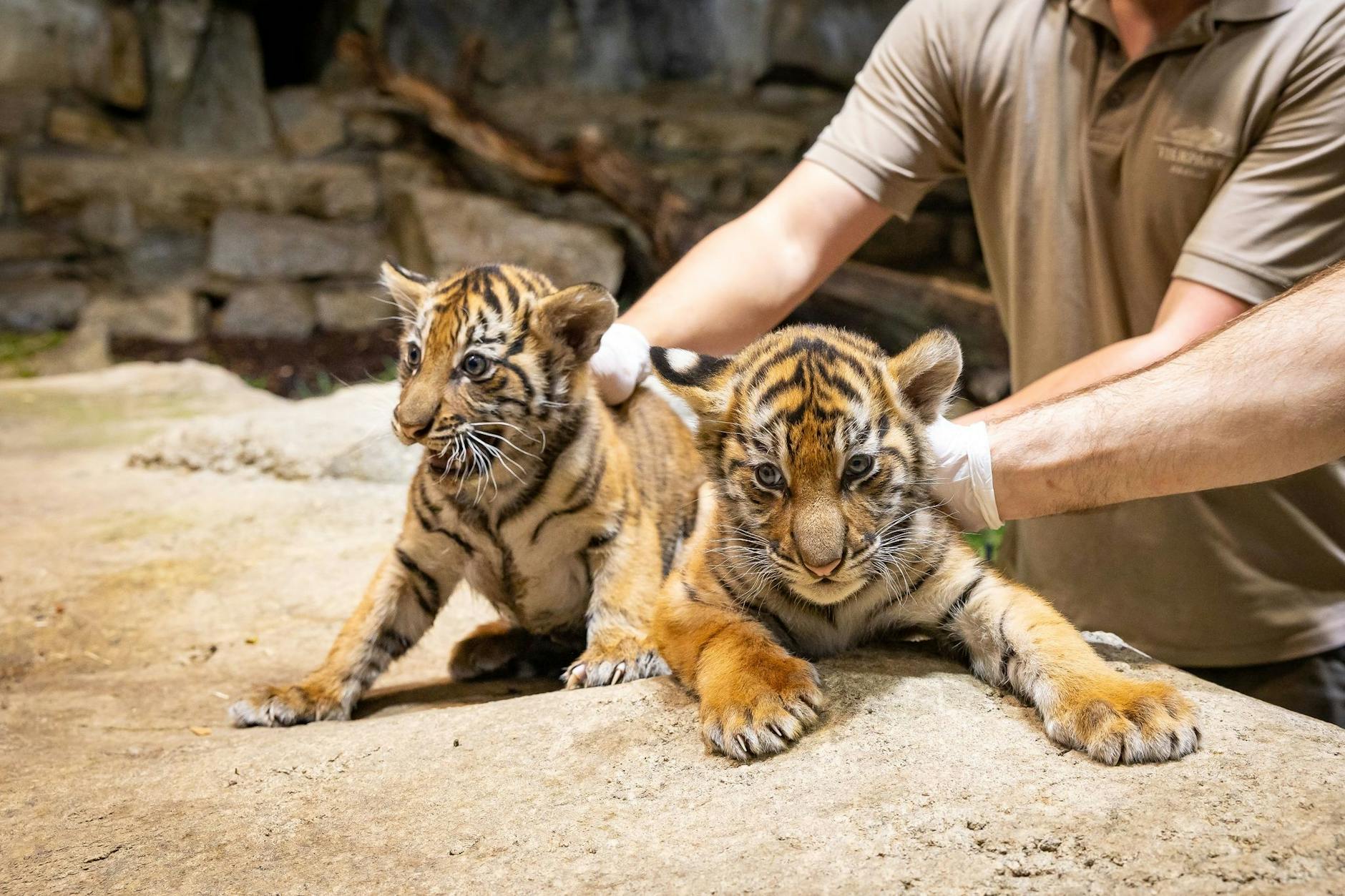 So süß: Das sind die beiden noch namenlosen Tigerchen aus dem Tierpark.