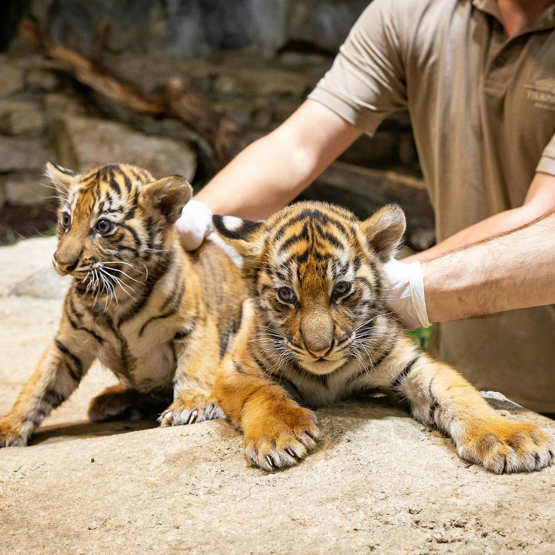 Mauz, fauch: Gestatten, wir sind die süßen Tiger-Mädchen aus dem Tierpark!