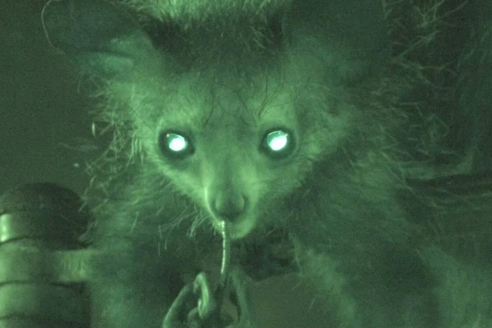 Auch das Fingertier Aye-Aye bohrt gern in der Nase.