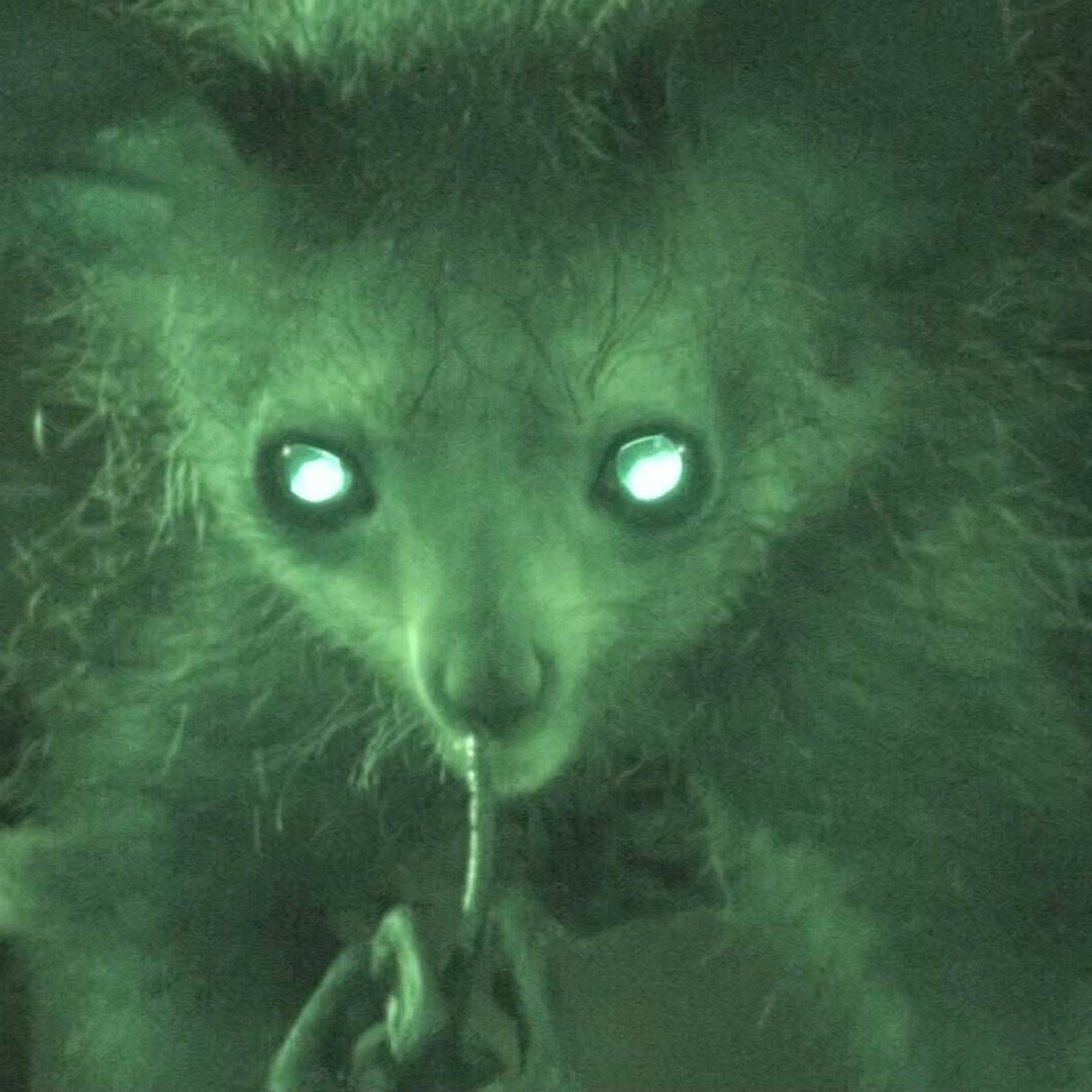 Forschung: Diese Tiere bohren in der Nase