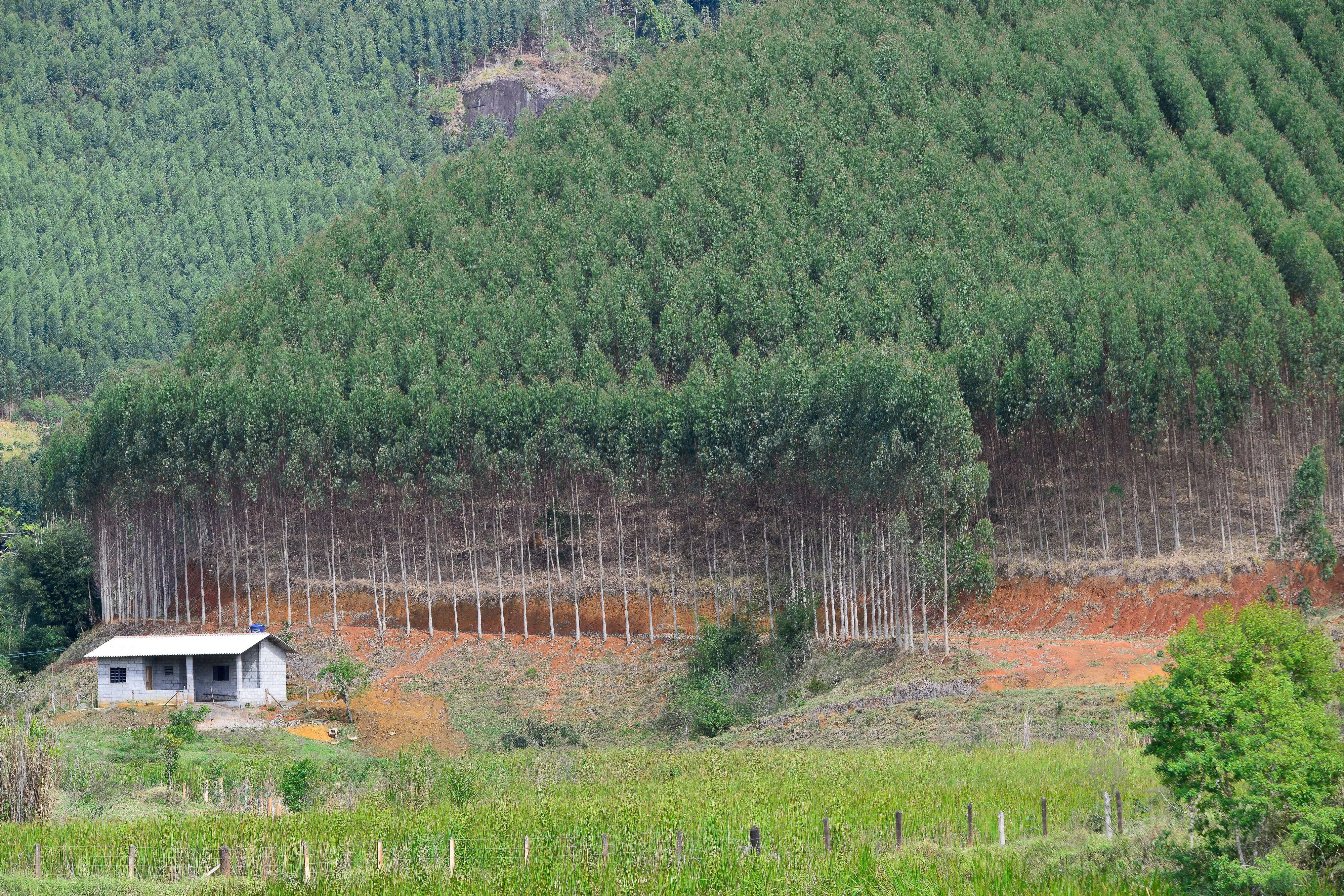 Eukalyptusplantage in Natividade da Serra, Brasilien