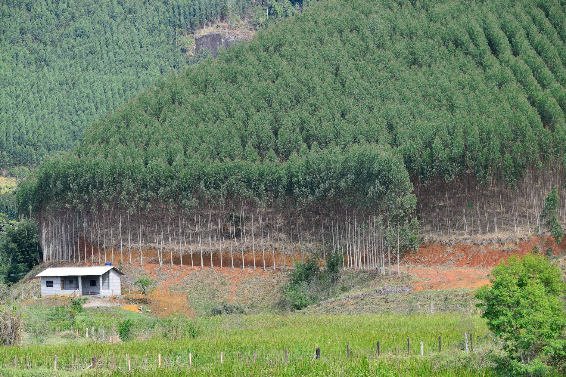 Eukalyptusplantage in Natividade da Serra, Brasilien