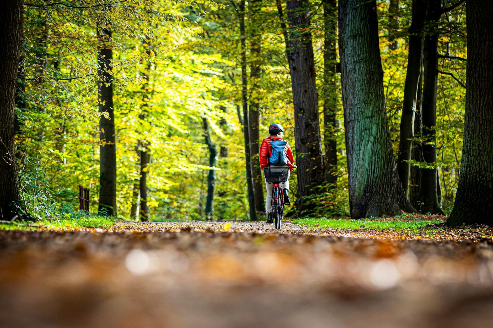 Herbstliche Idylle in Eilenriede bei Hannover. Diese Radfahrerin genießt sie.