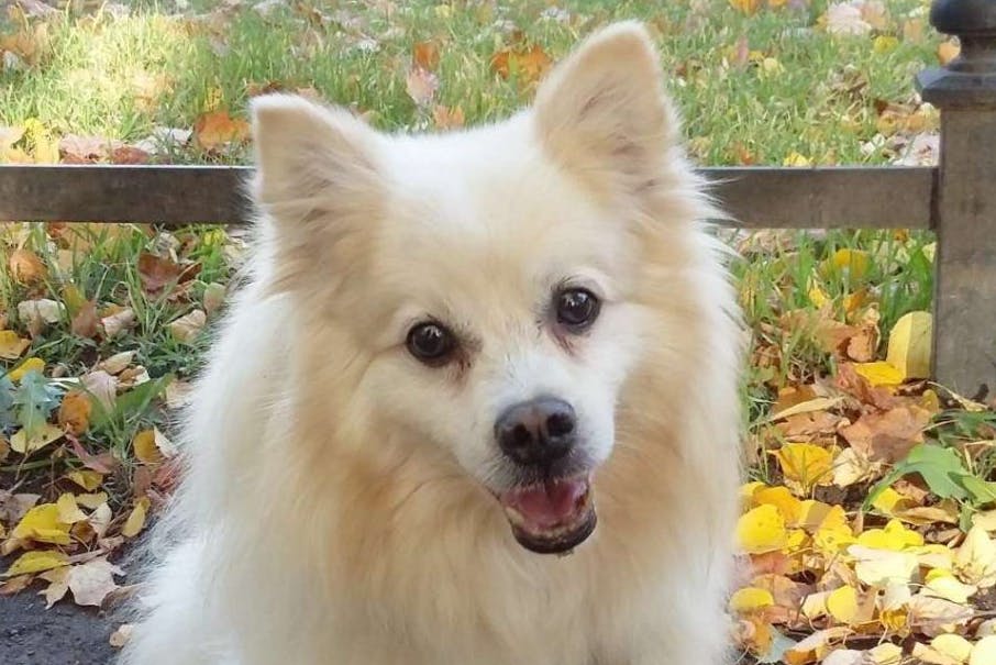 Der süße Rambo wartet in einer Pflegestelle des Tierheim Berlin auf ein neues Zuhause.