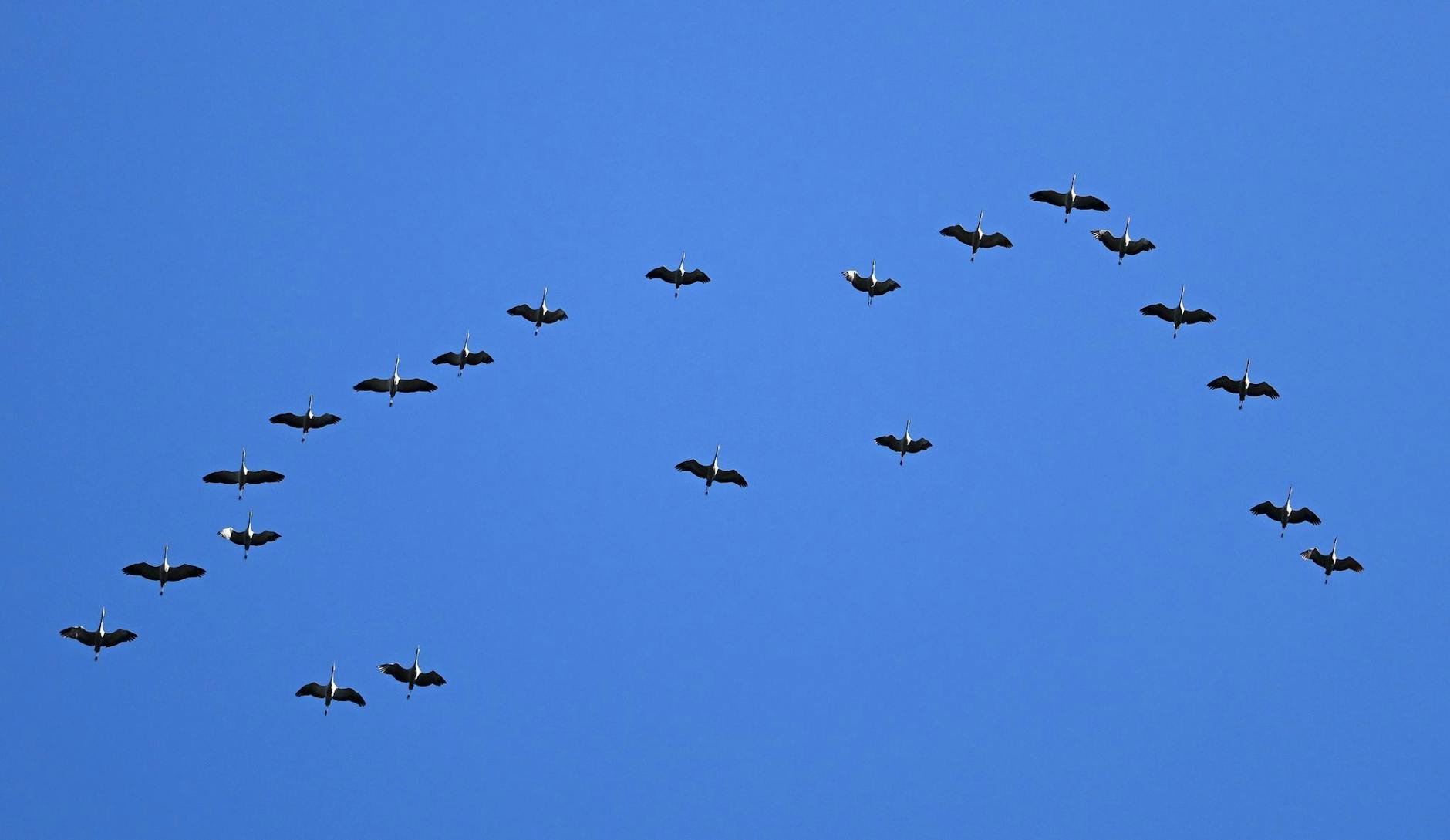 PRODUKTION - Kraniche fliegen in Formation bei Eisenach über den Thüringer Wald in Richtung Süden. Auf dem Weg von Skandinavien in ihre Überwinterungsgebiete in Südwesteuropa und Nordafrika überqueren zehntausende Vögel Deutschland auf zwei Hauptrouten.