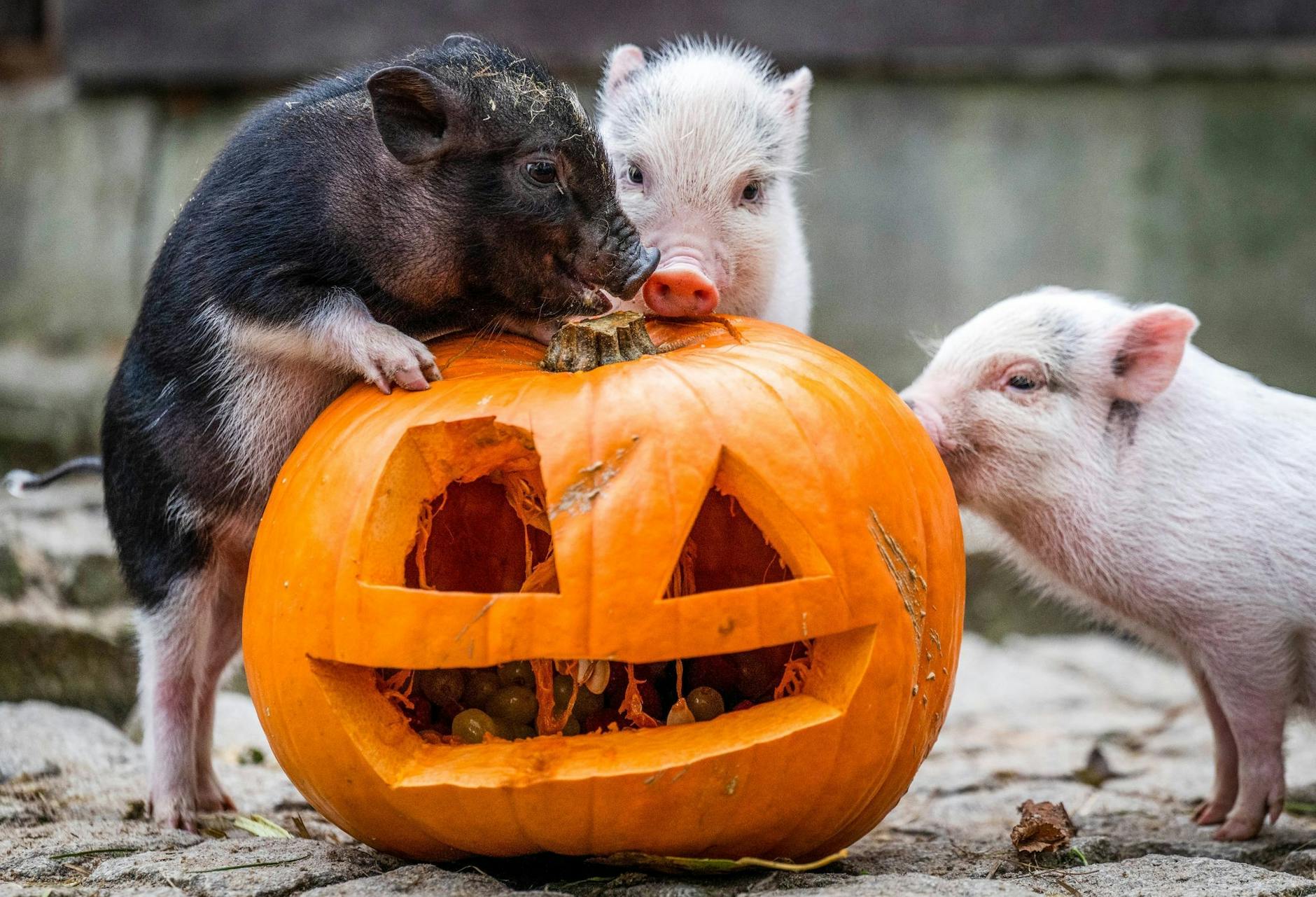 Neugierig beschnuppern drei Minischweinferkel im Zoo der Minis in Aue-Bad Schlema einen mit Früchten gefüllten Halloween-Kürbis in ihrem Gehege.
