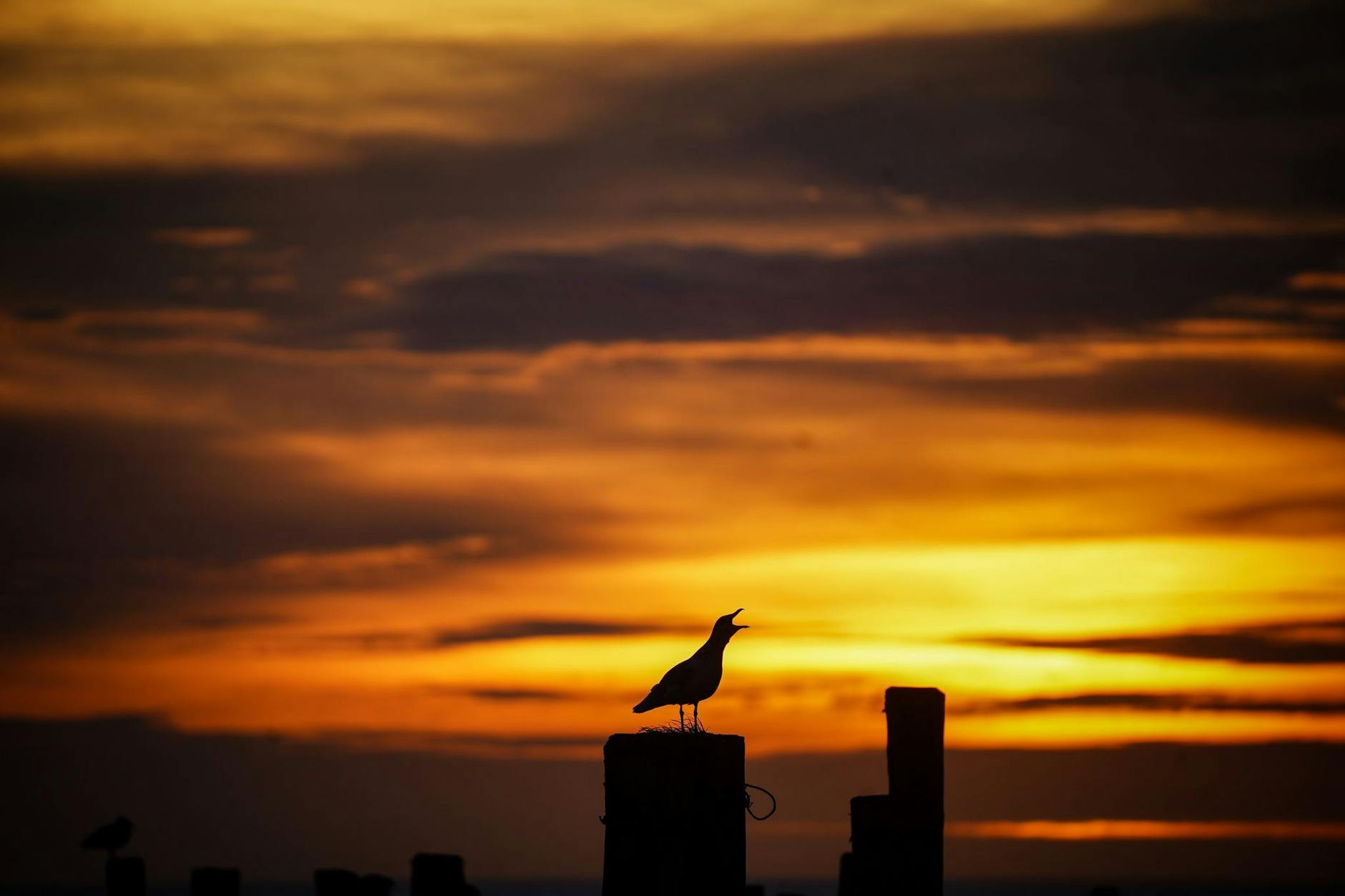 Eine Möwe schreit am frühen Morgen im Hafen von Rantum auf der Nordseeinsel Sylt kurz vor dem Sonnenaufgang.