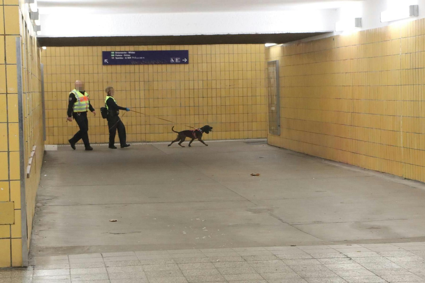 Spürhund Gustav (3) zieht an der Leine; Noch hat er die Fährte des Täters im S-Bahnhof Plänterwald.