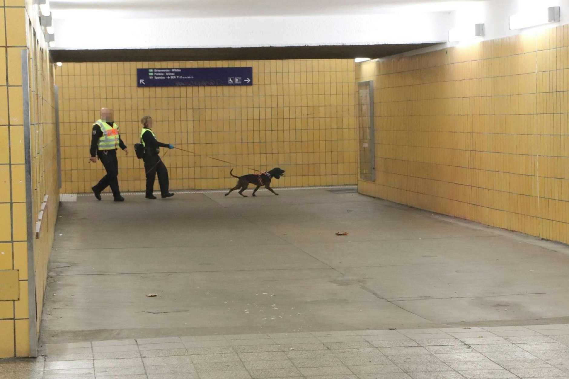Spürhund Gustav (3) zieht an der Leine; Noch hat er die Fährte des Täters im S-Bahnhof Plänterwald.