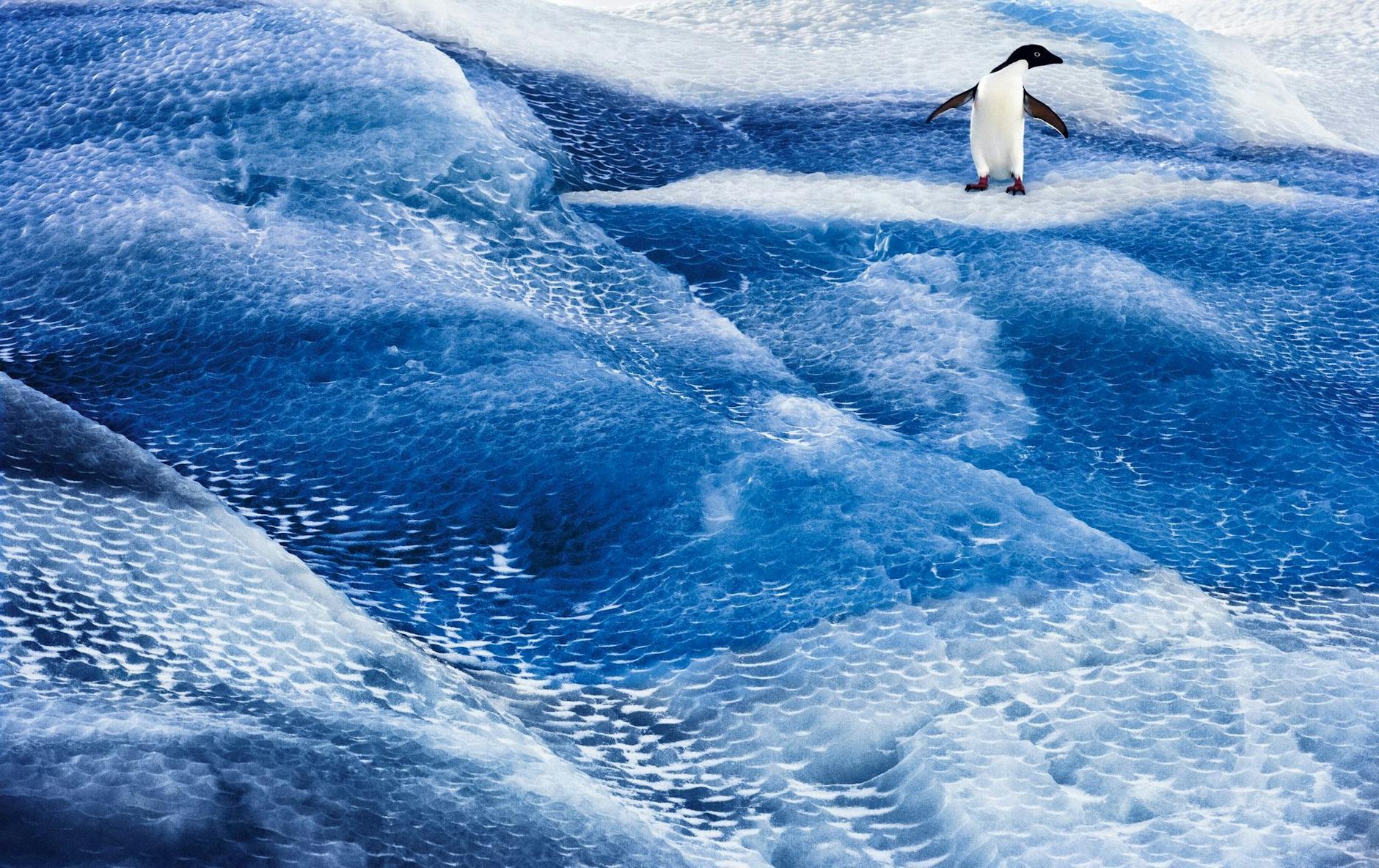 HANDOUT - Ein Adeliepinguin steht auf einem blauen Eisberg im Rossmeer. Die Antarktis ist in Gefahr, und mit ihr die gesamte Erde. Denn die Lebensräume des Planeten sind miteinander verbunden.
