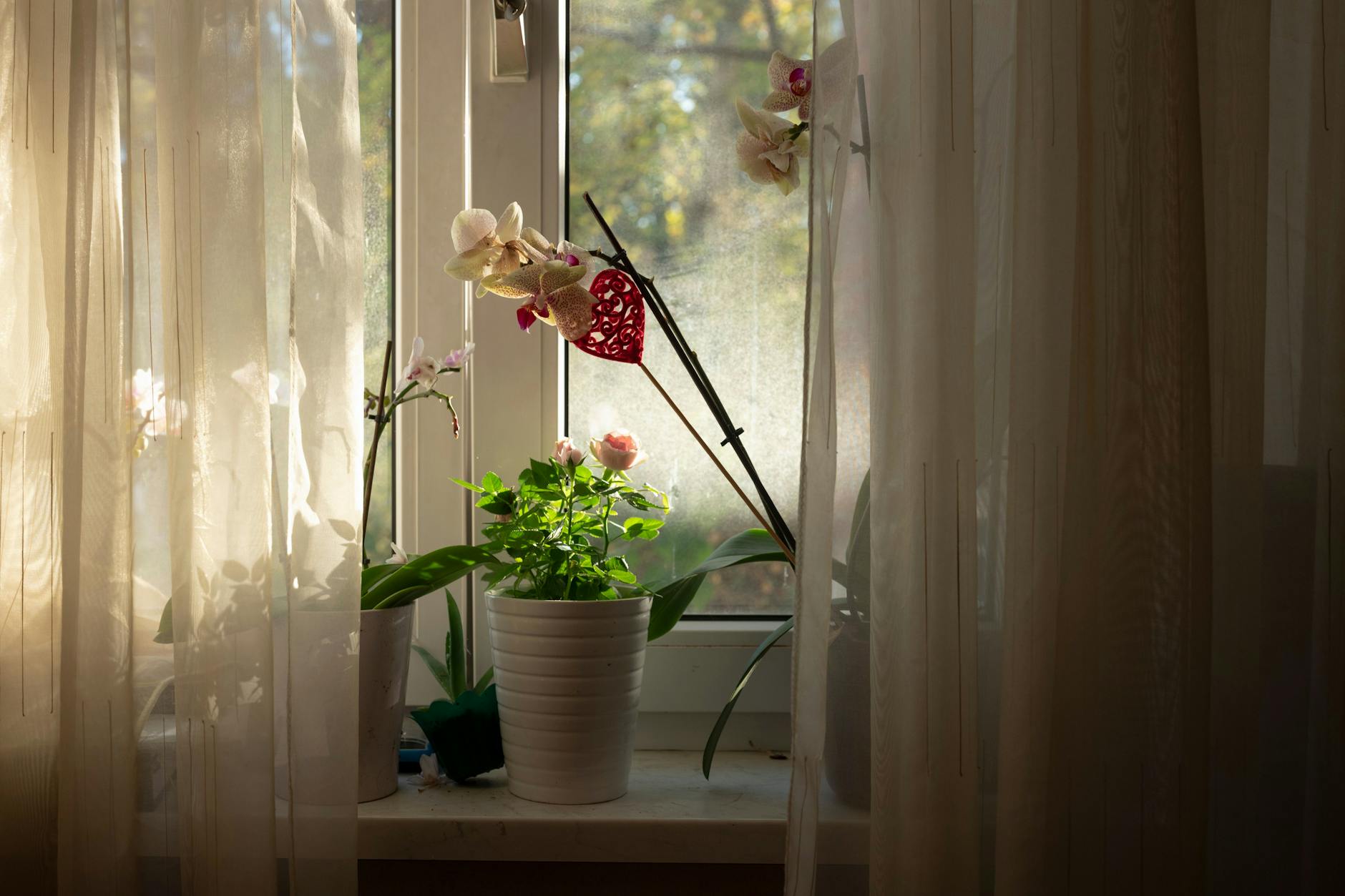 In das Wohnzimmer von Thi Thai Hoang dringt nur wenig Licht.