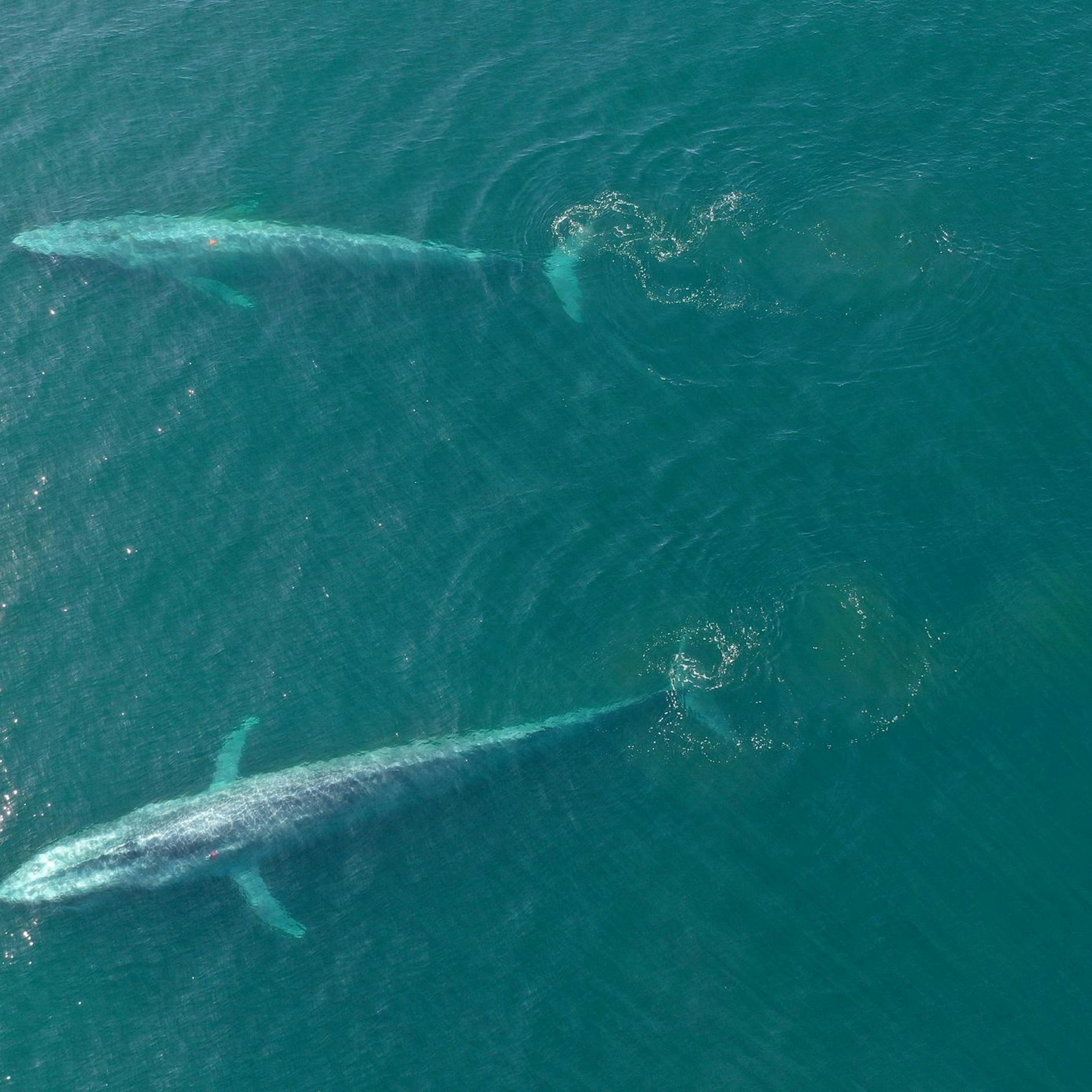Image - Wale nehmen bis zu 10 Millionen Mikroplastikteile am Tag auf