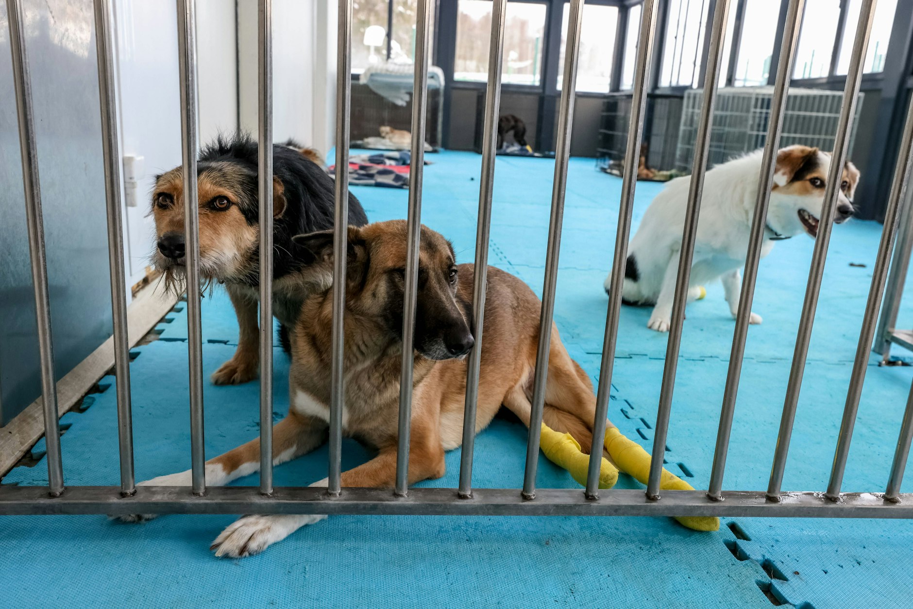 Verängstigte Hunde im Tierheim (Symbolfoto).
