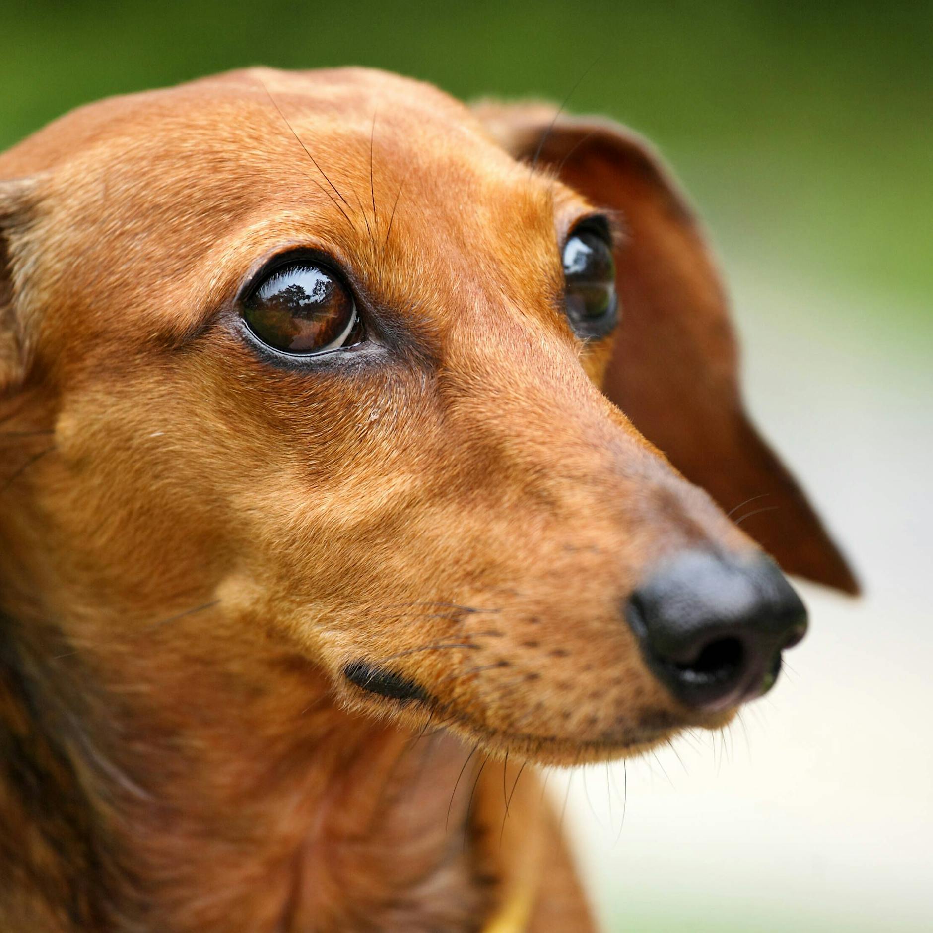 Vermisste Frau nach sieben Wochen tot gefunden – ihr treuer Hund wich nicht von ihrer Stelle!