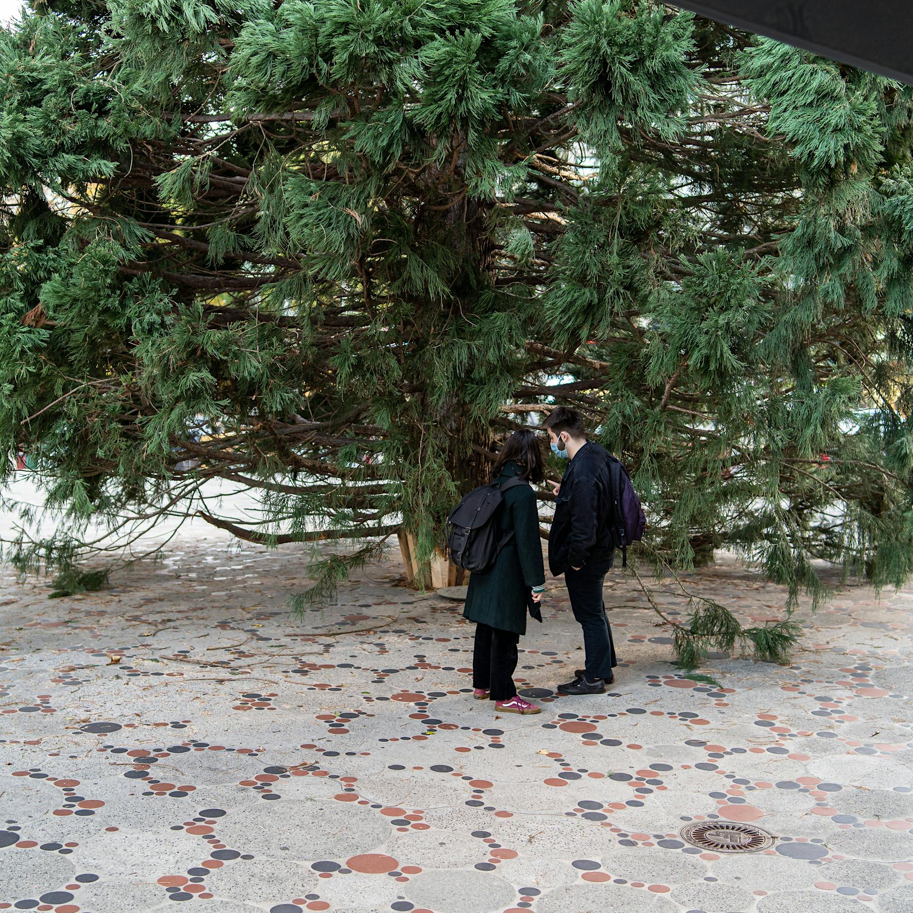 Zu groß für den Britzer Tunnel: Tannenbaum für den Breitscheidplatz wird wieder zum Pannenbaum