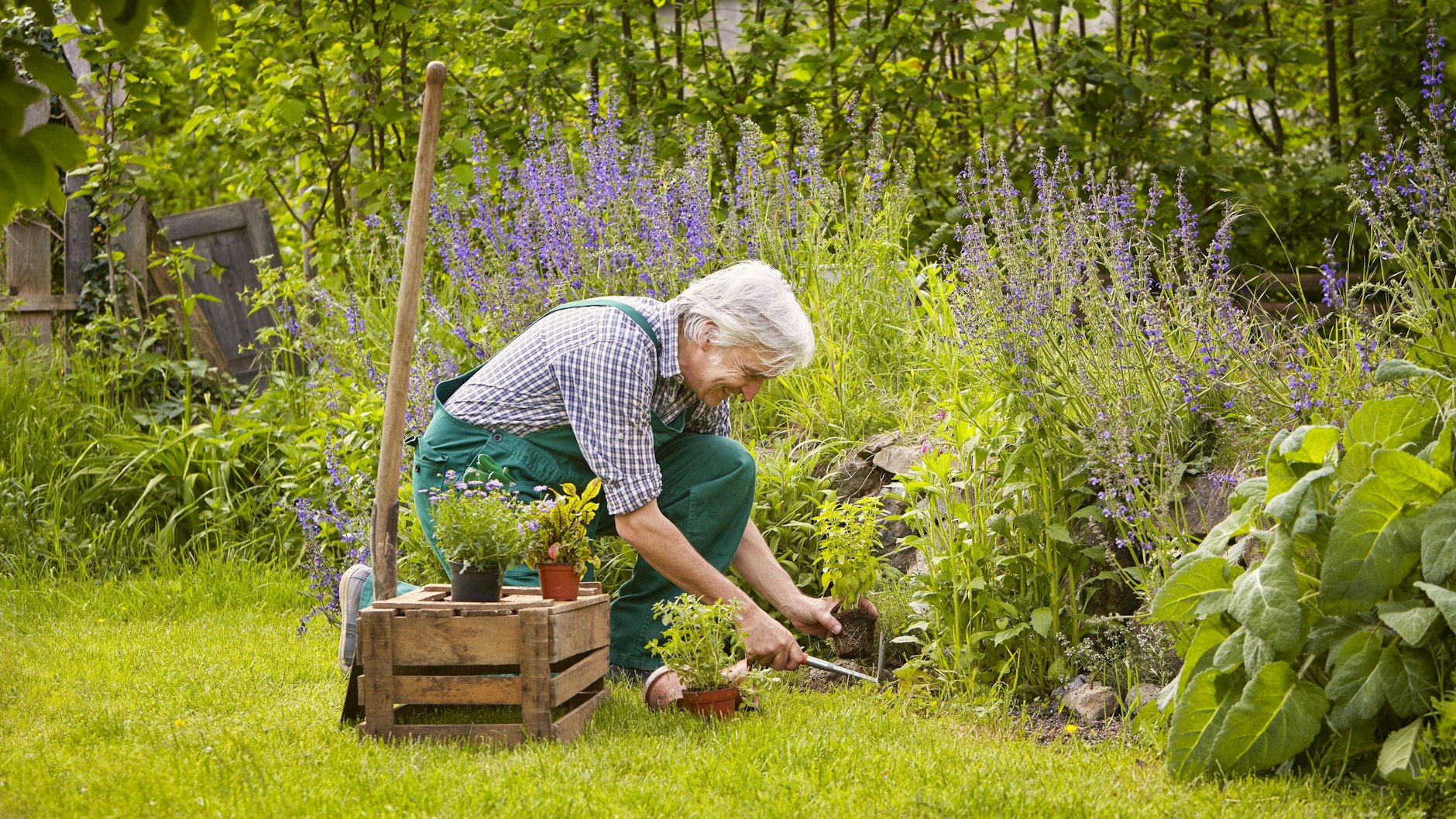 Damit es im kommenden Jahr wieder so schön grünt, müssen Mittelmeerkräuter in kalten Wintern geschützt werden. Eine Decke aus Mulch und Laub hilft.
