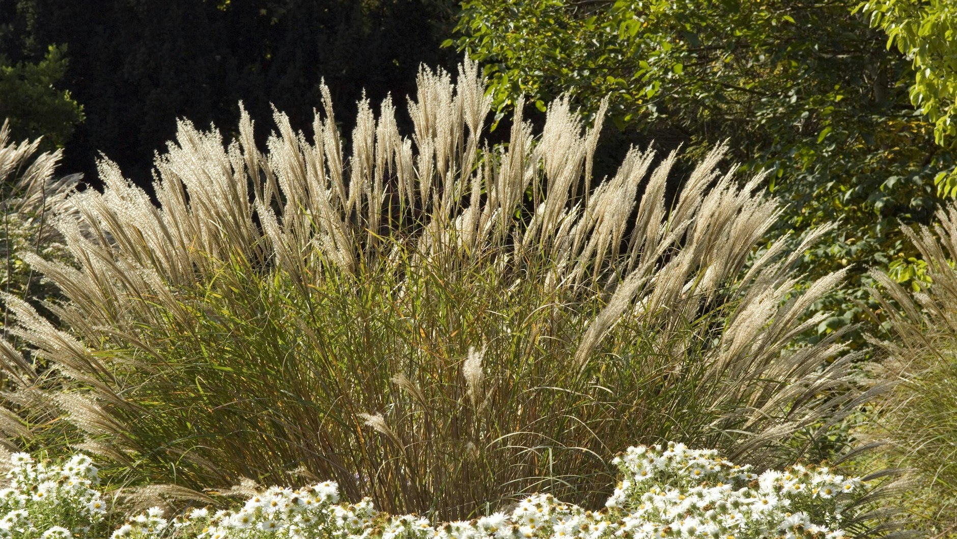 Chinaschilf und andere Gräser sollten im Herbst nicht abgeschnitten werden. Wasser dringt sonst ins Herz der Pflanze.&nbsp;