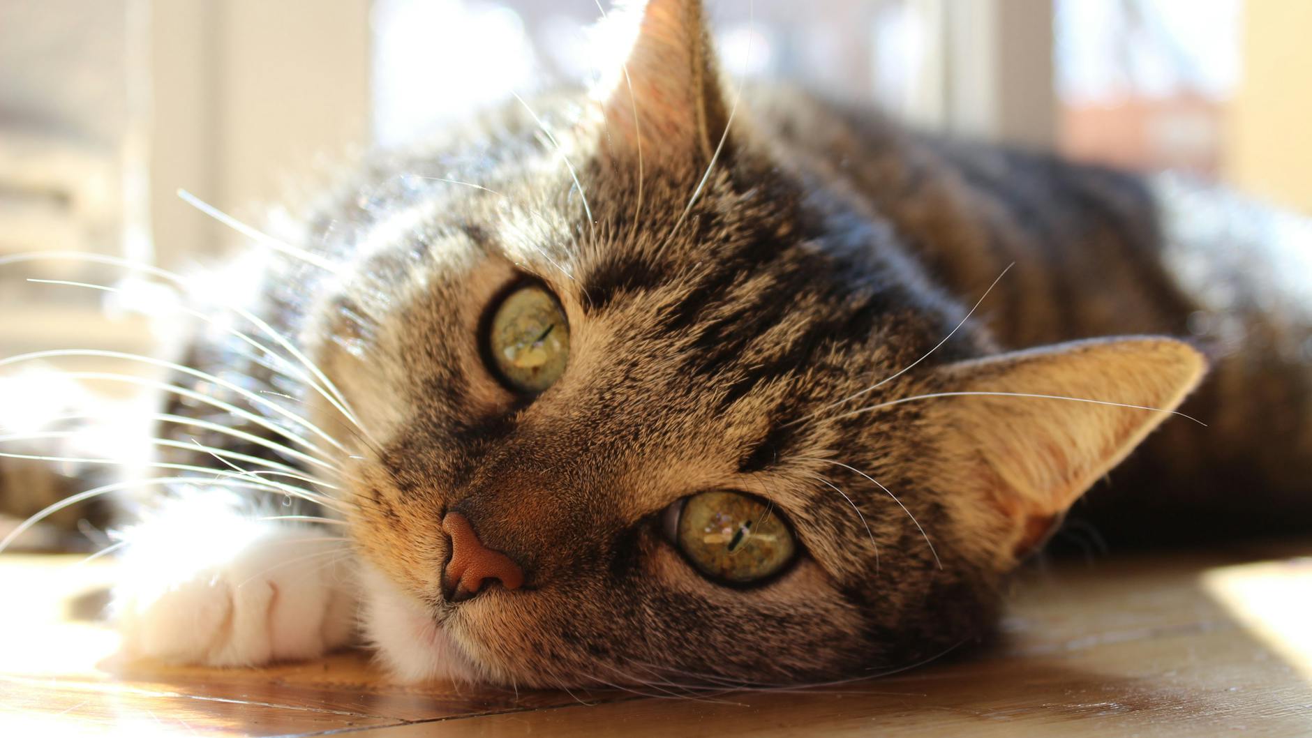 Die Katze unseres Autoren liegt in der Sonne.