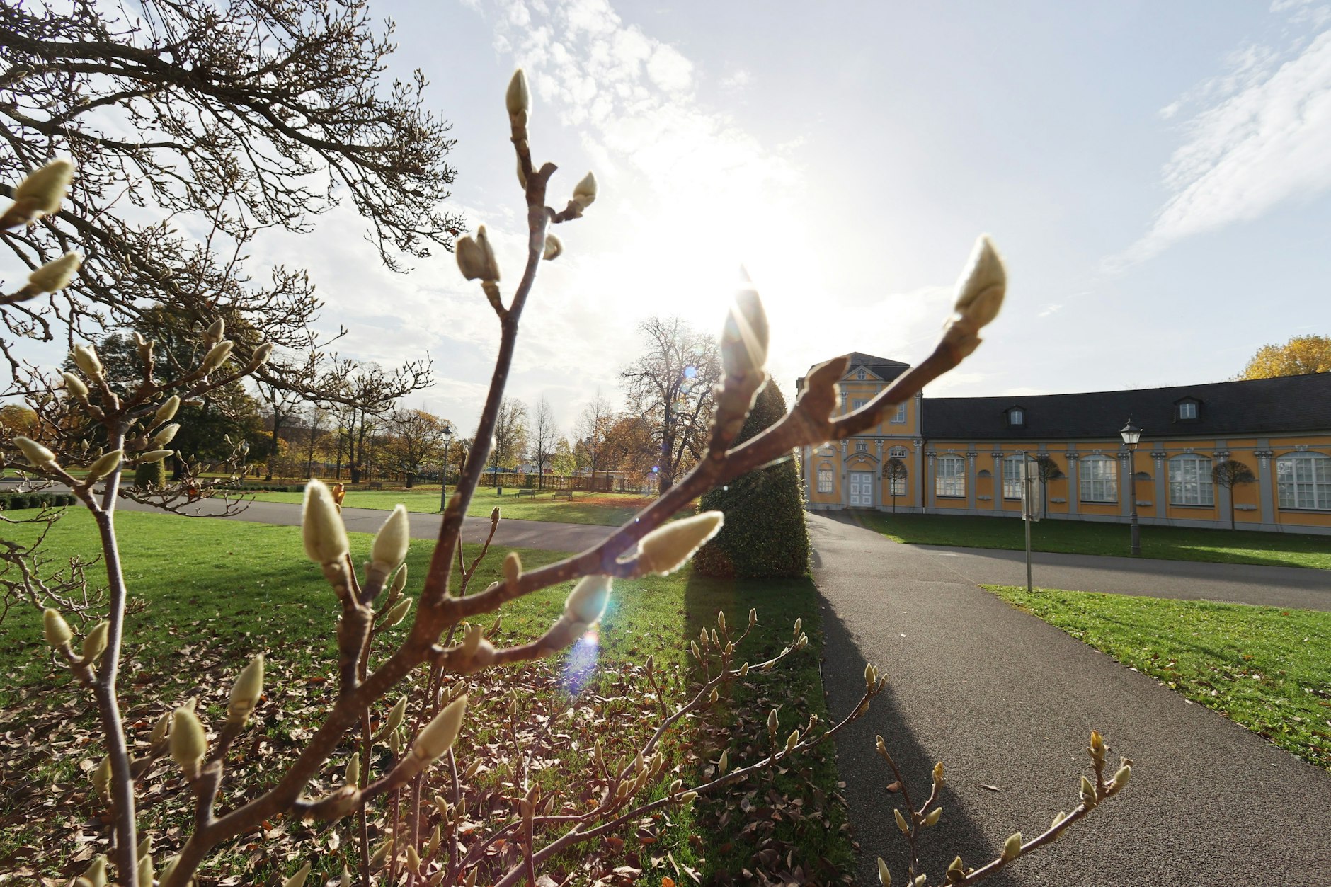 Herbstlich zeigen sich die Knospen einer Magnolie in der Sonne. Temperaturen von über 20 Grad sind laut Wetter-Experten für diese Jahreszeit viel zu warm.