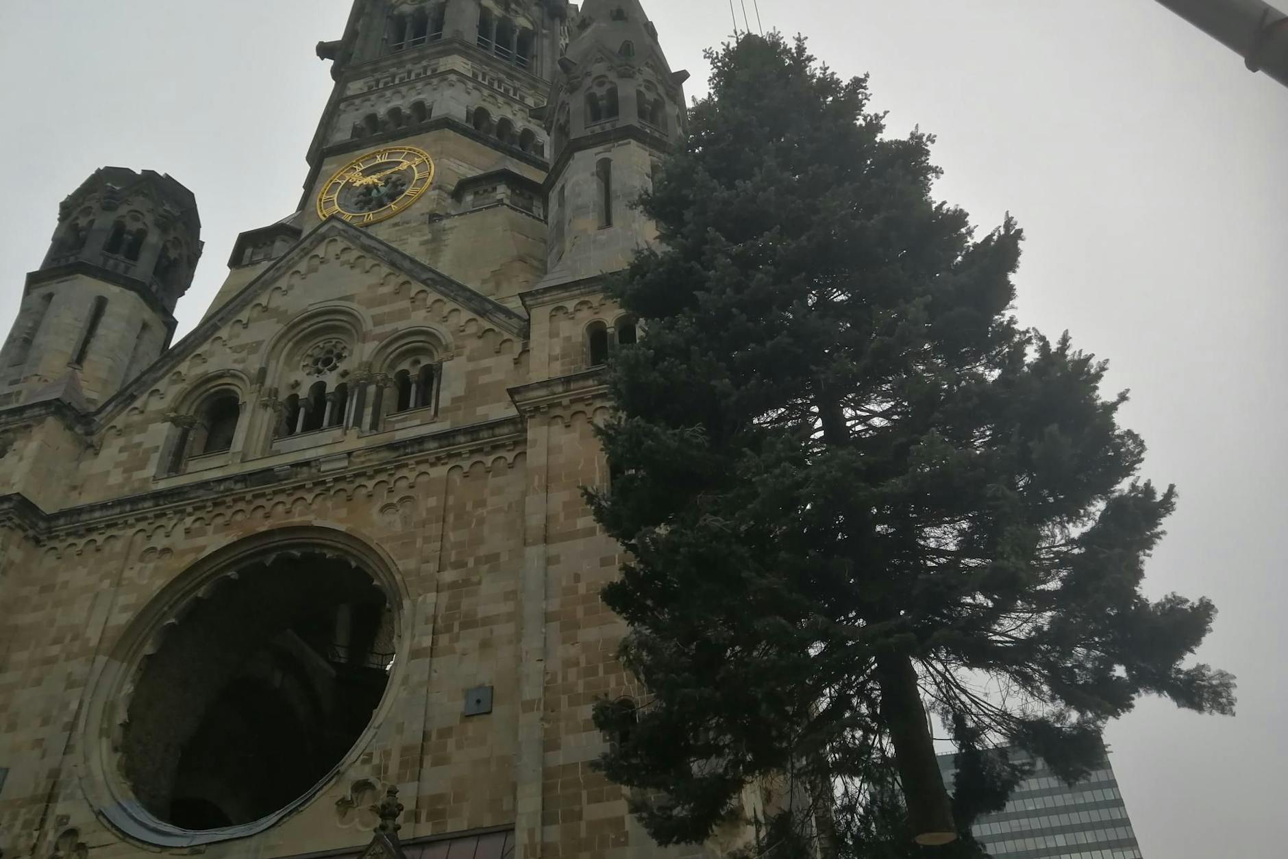 Alles schon mal da gewesen und trotzdem interessiert’s. Die 22 Meter hohe Kolorado-Tanne war zu breit für den Tunnel.