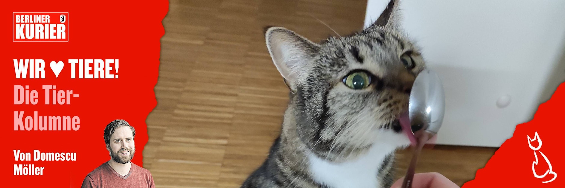 Die Katze unseres Autoren liebt das Bio-Futter so sehr, dass sie sogar den Löffel ableckt.